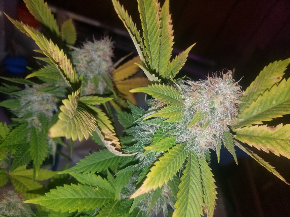 20171210 022033