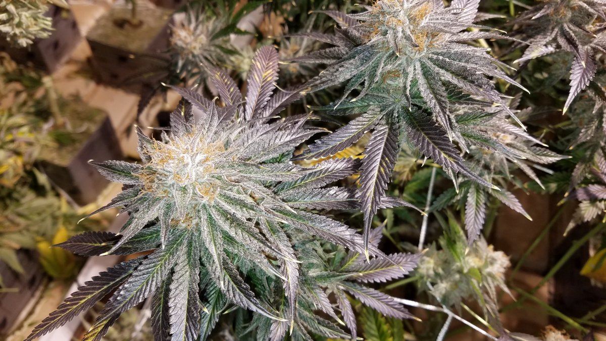 20171210 133054