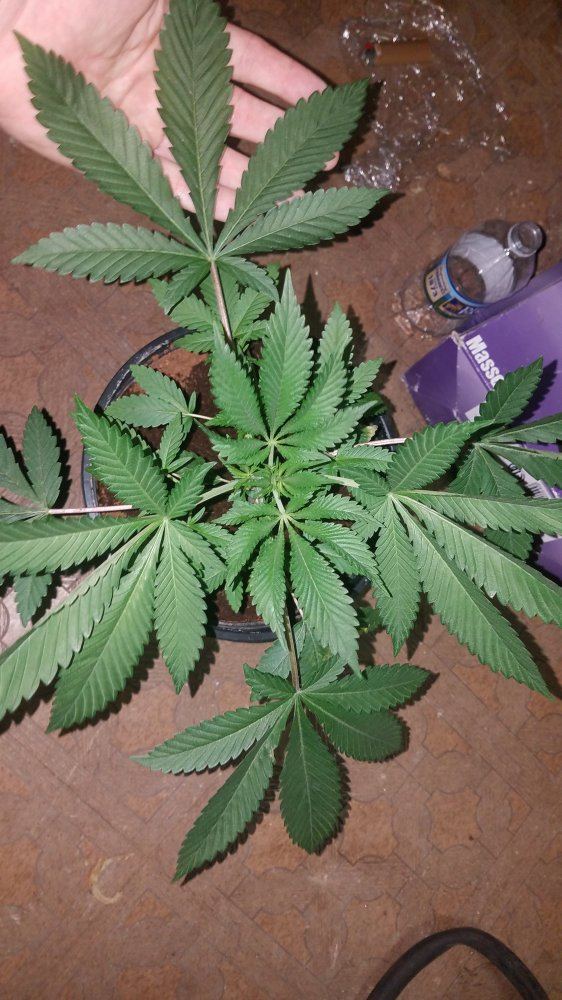 currykruid plant Curry Dwarf Plant 4in