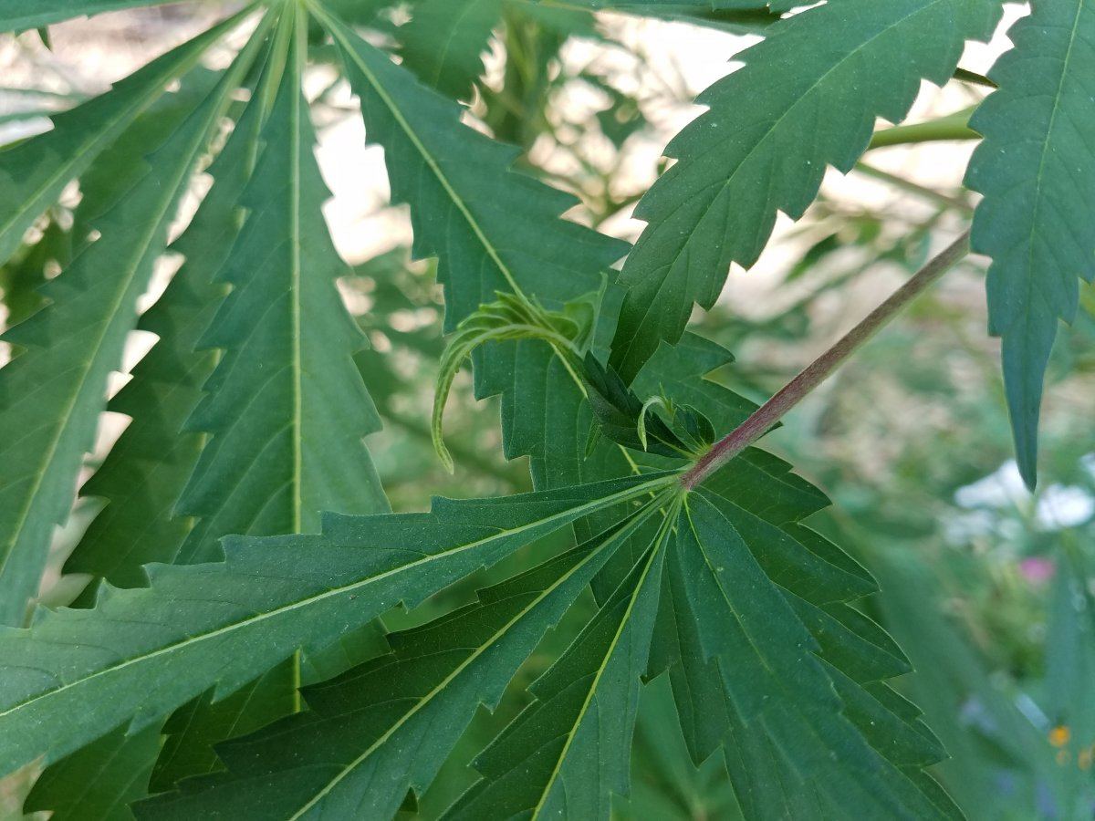 20180731 091520