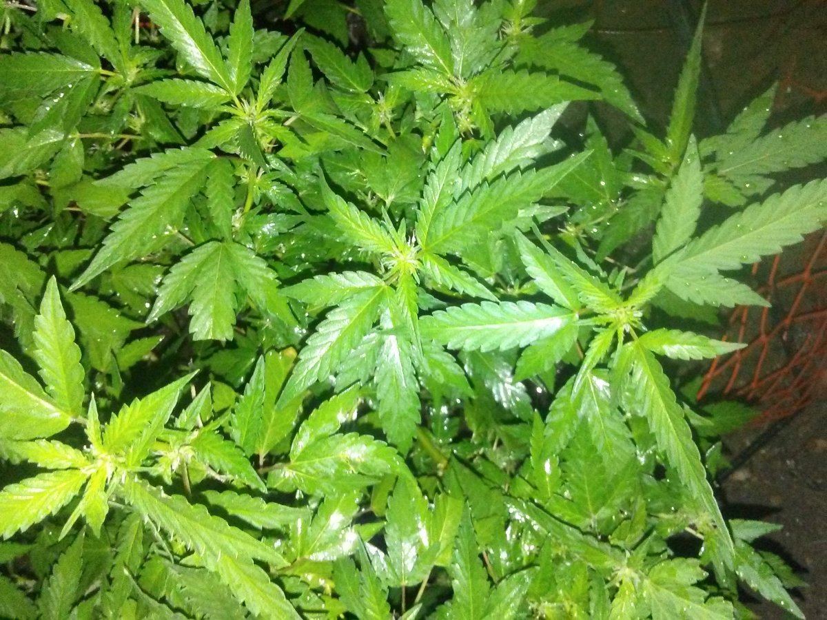 20180805 082213
