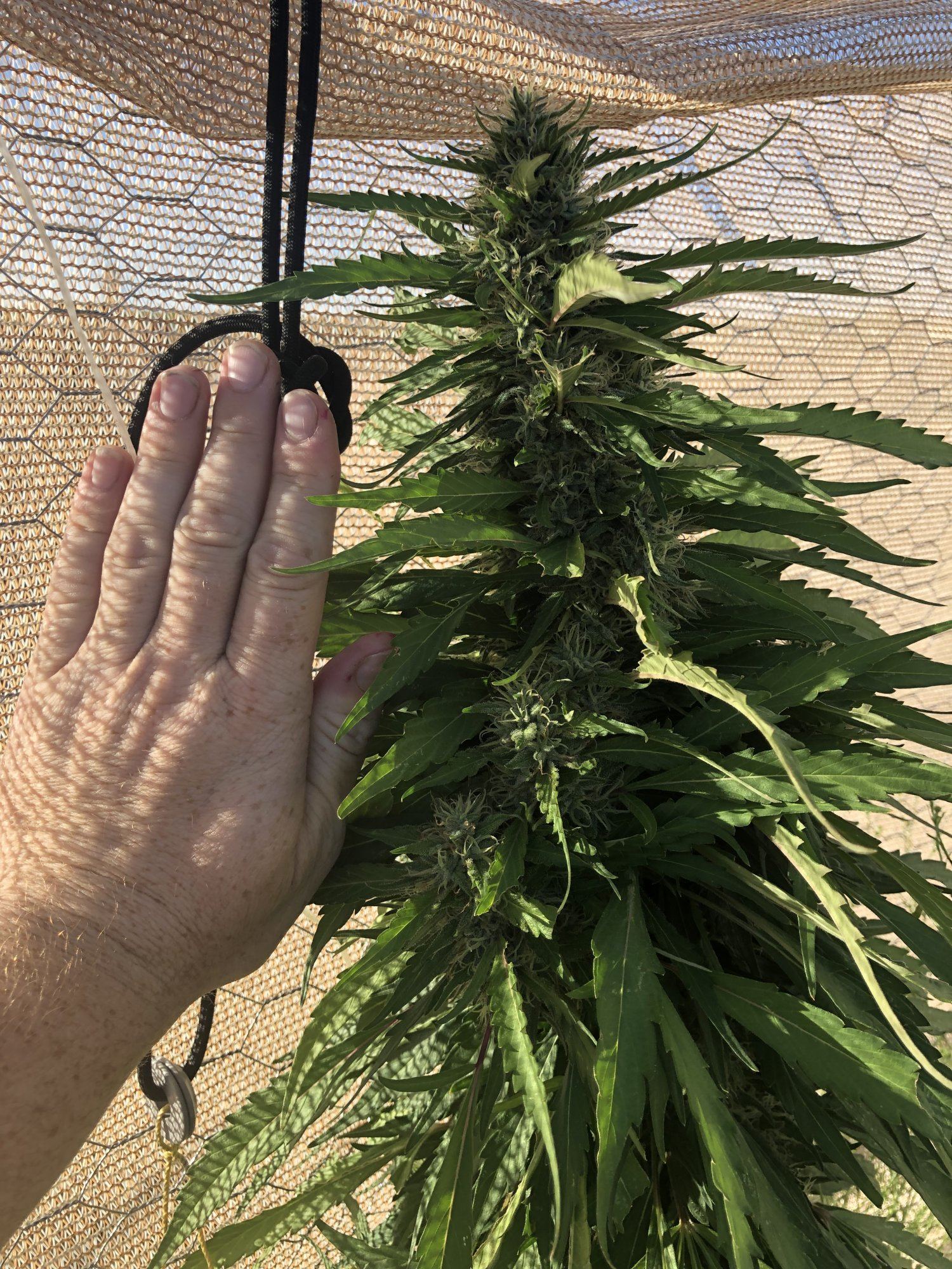 2019 outdoor grow 10