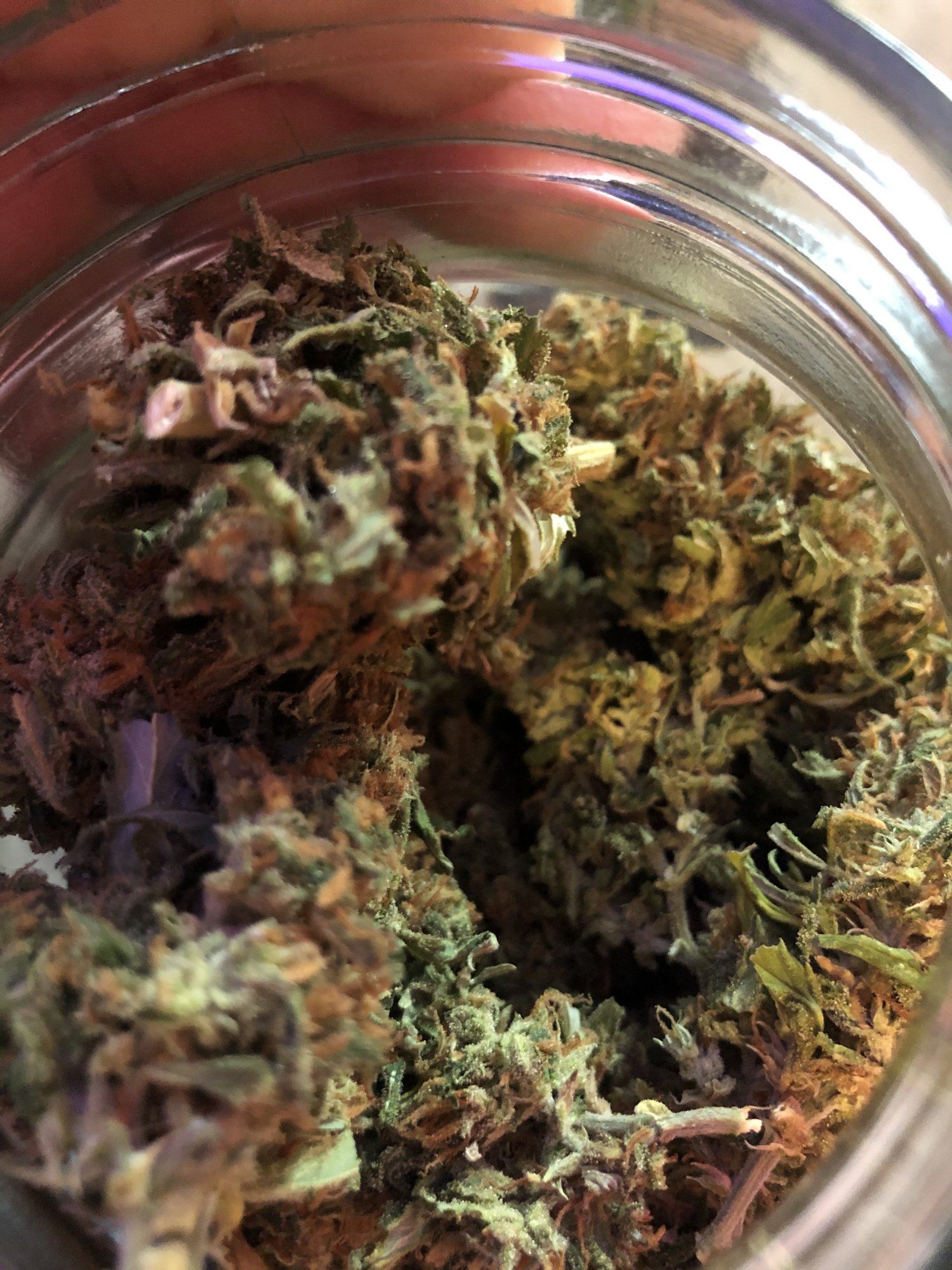 2019 outdoor grow 11