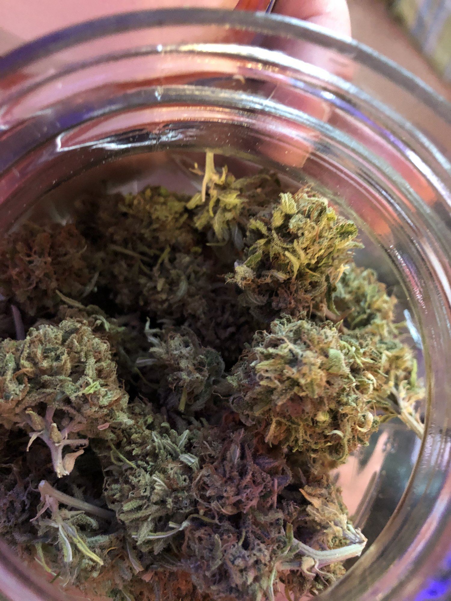 2019 outdoor grow 12
