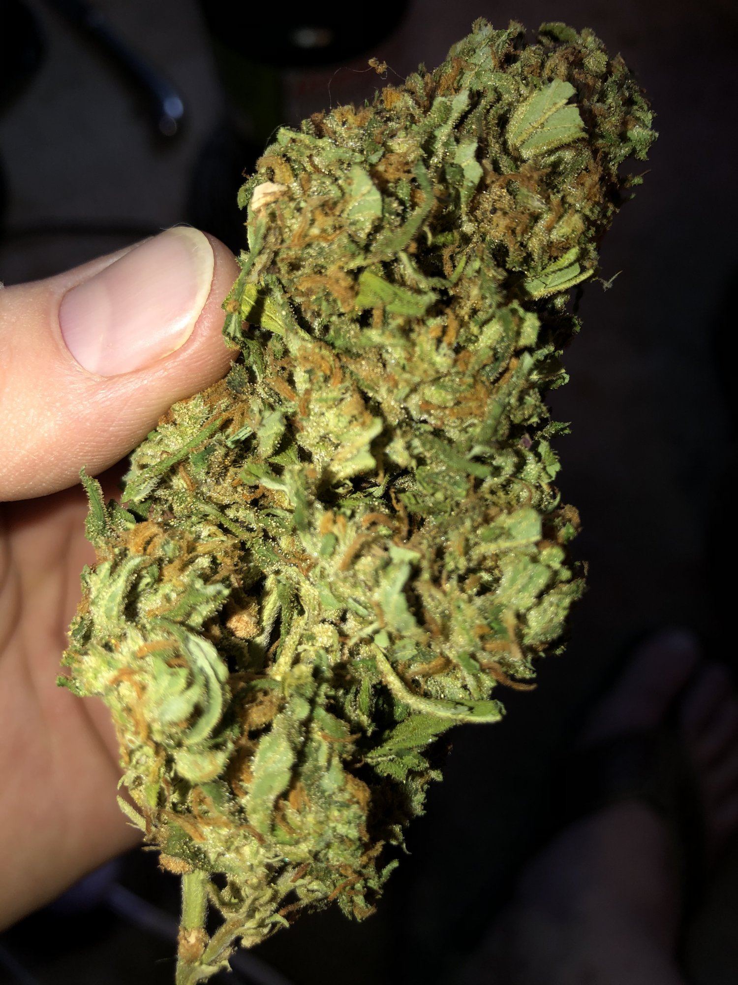 2019 outdoor grow 13