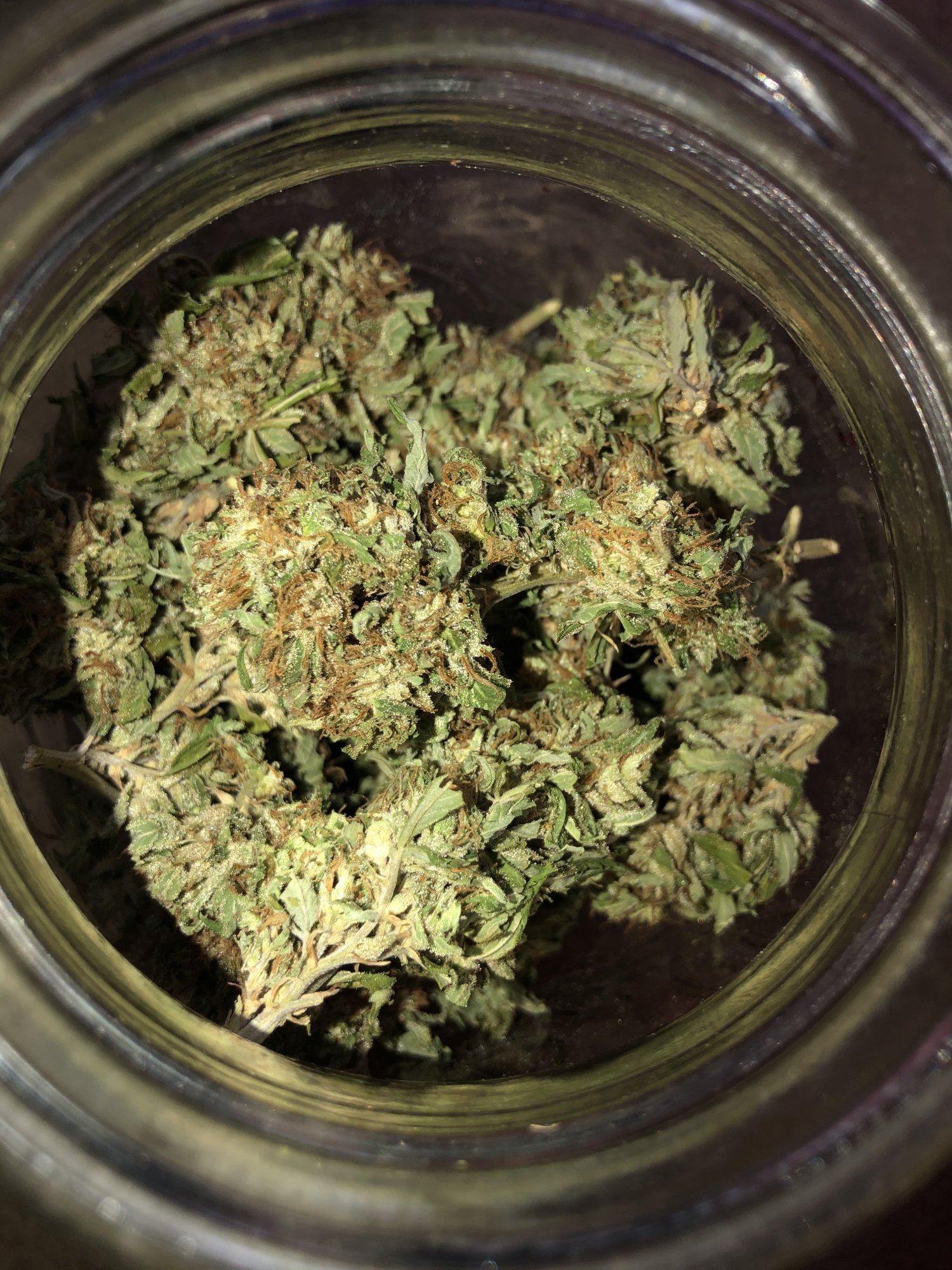 2019 outdoor grow 14