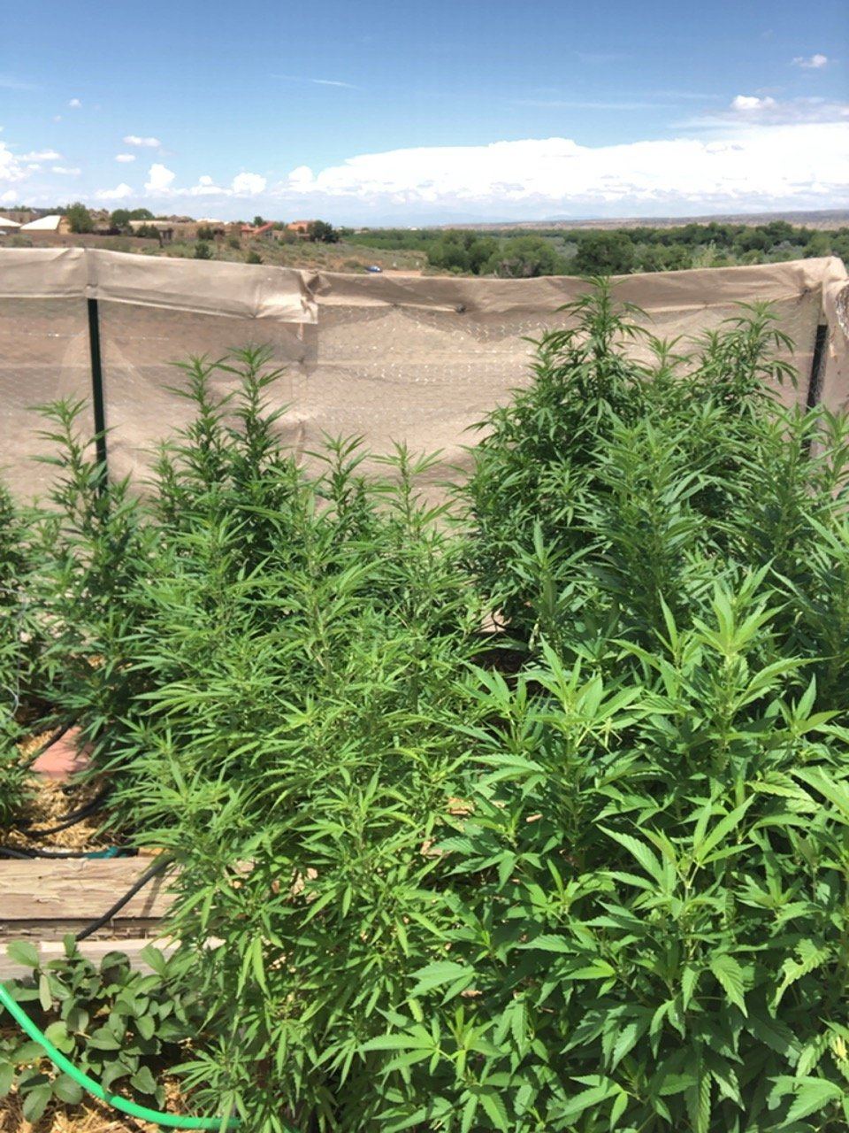 2019 outdoor grow 2
