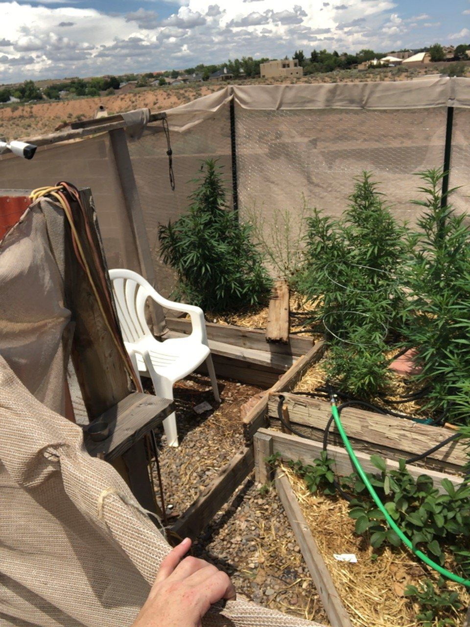 2019 outdoor grow 3