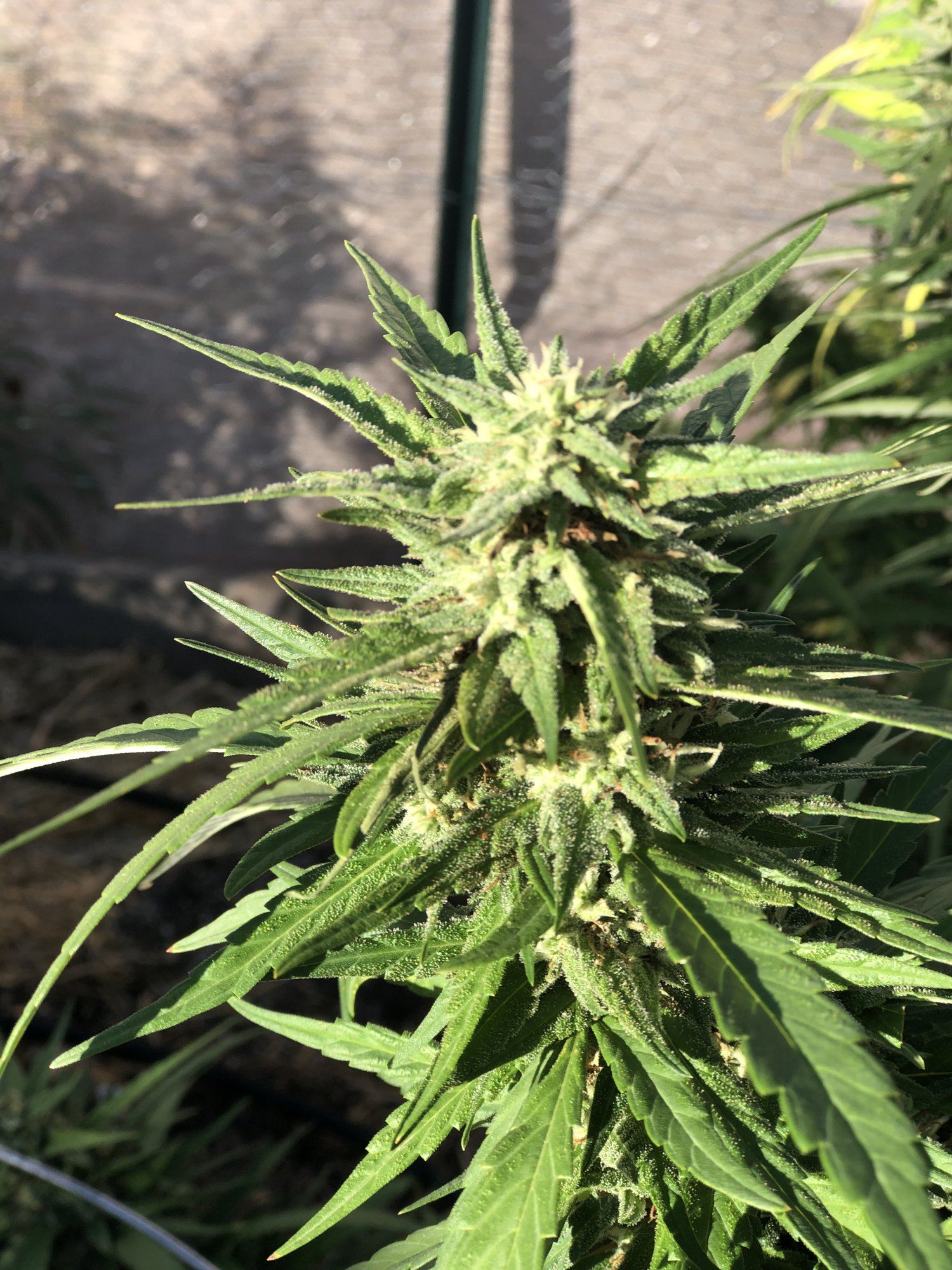 2019 outdoor grow 4
