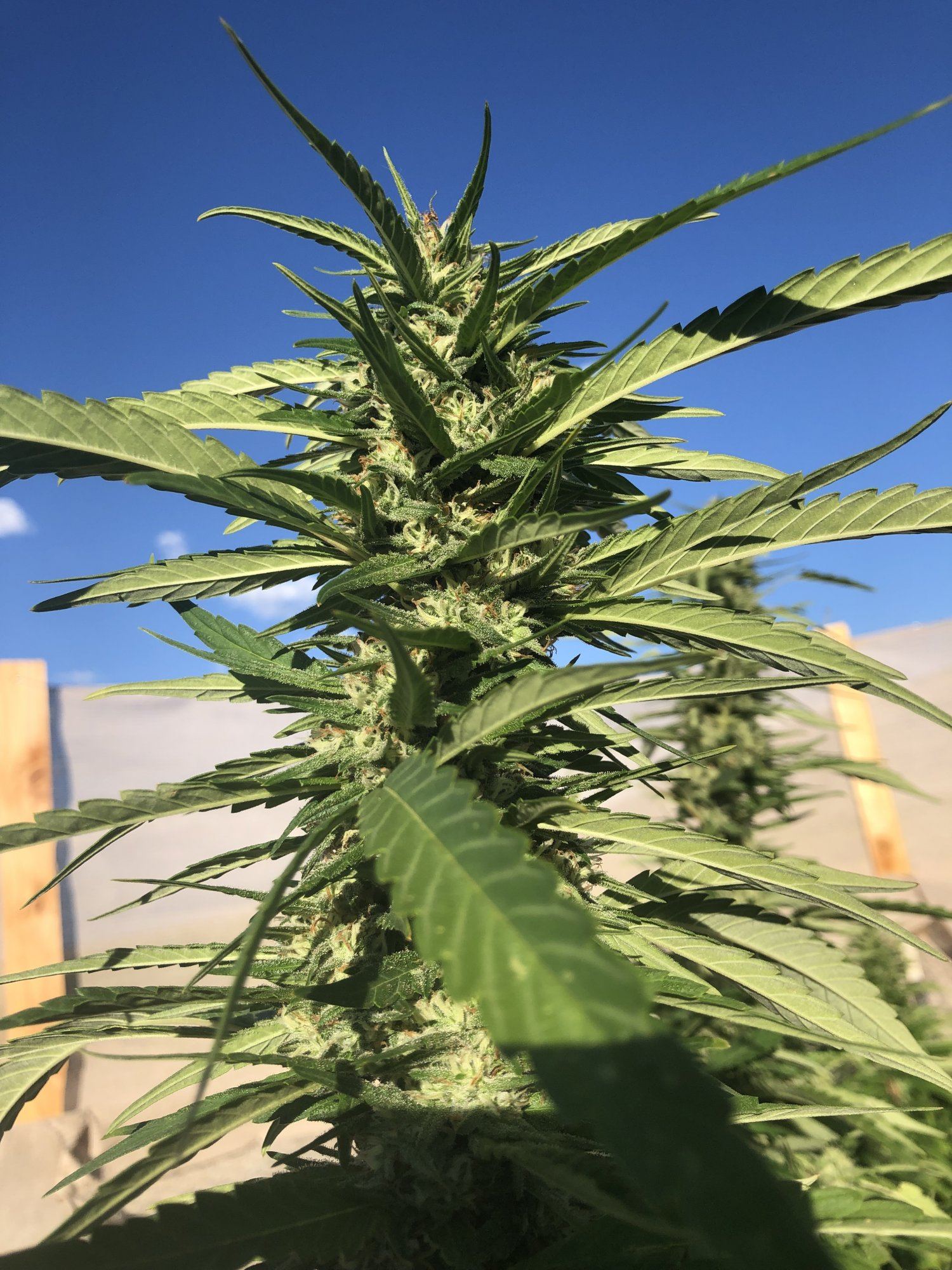 2019 outdoor grow 5