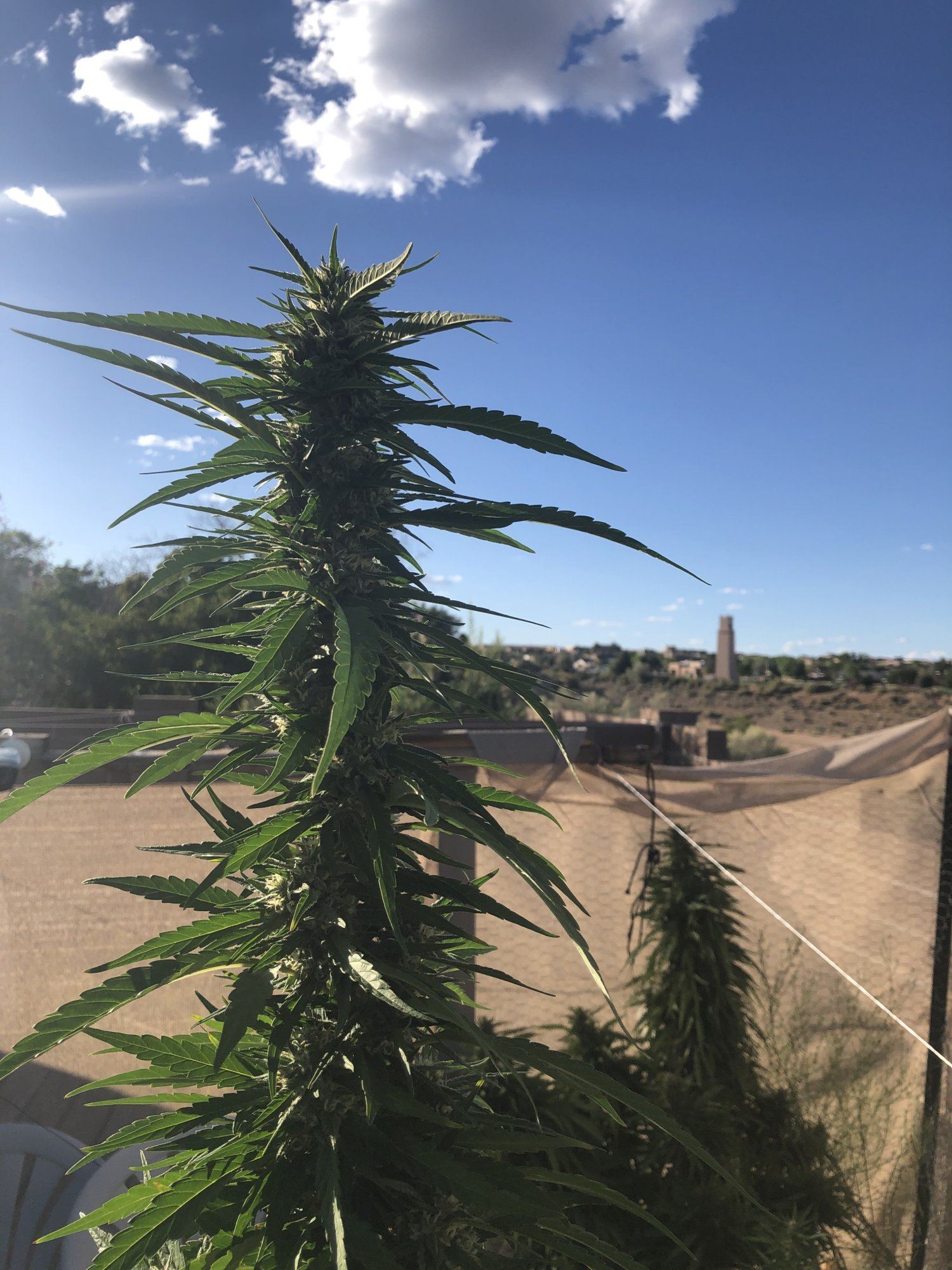 2019 outdoor grow 6