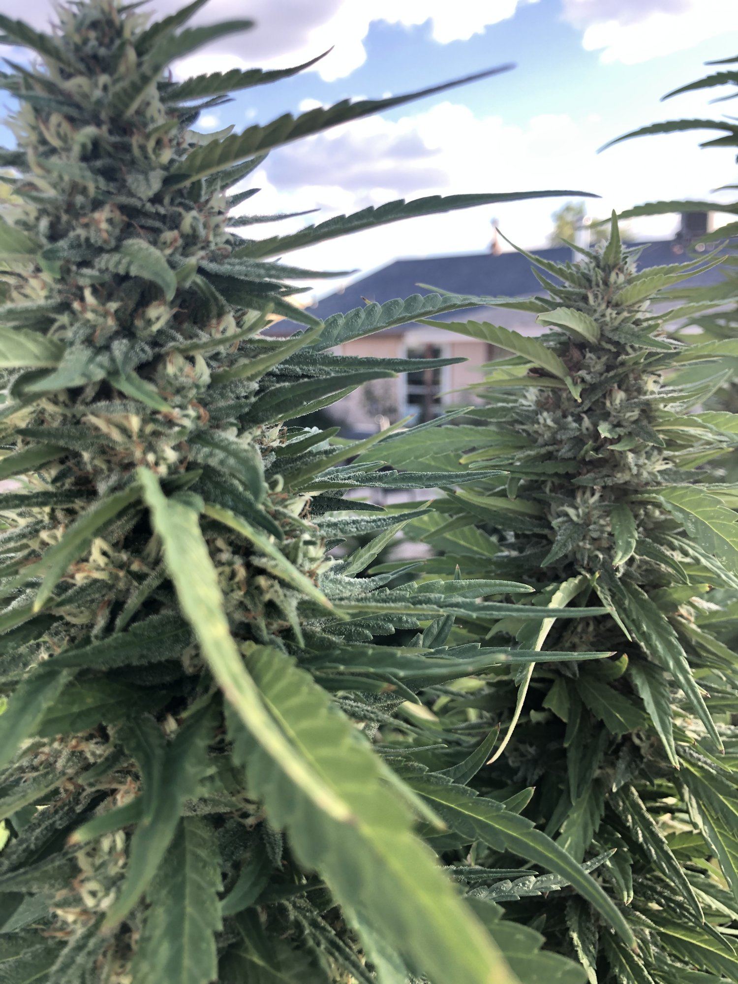 2019 outdoor grow 7