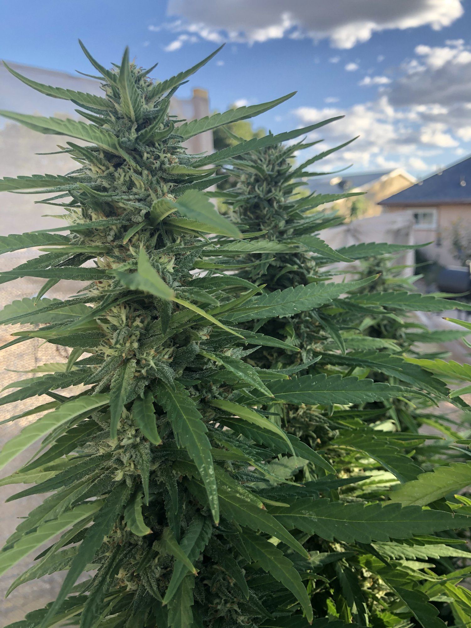 2019 outdoor grow 8