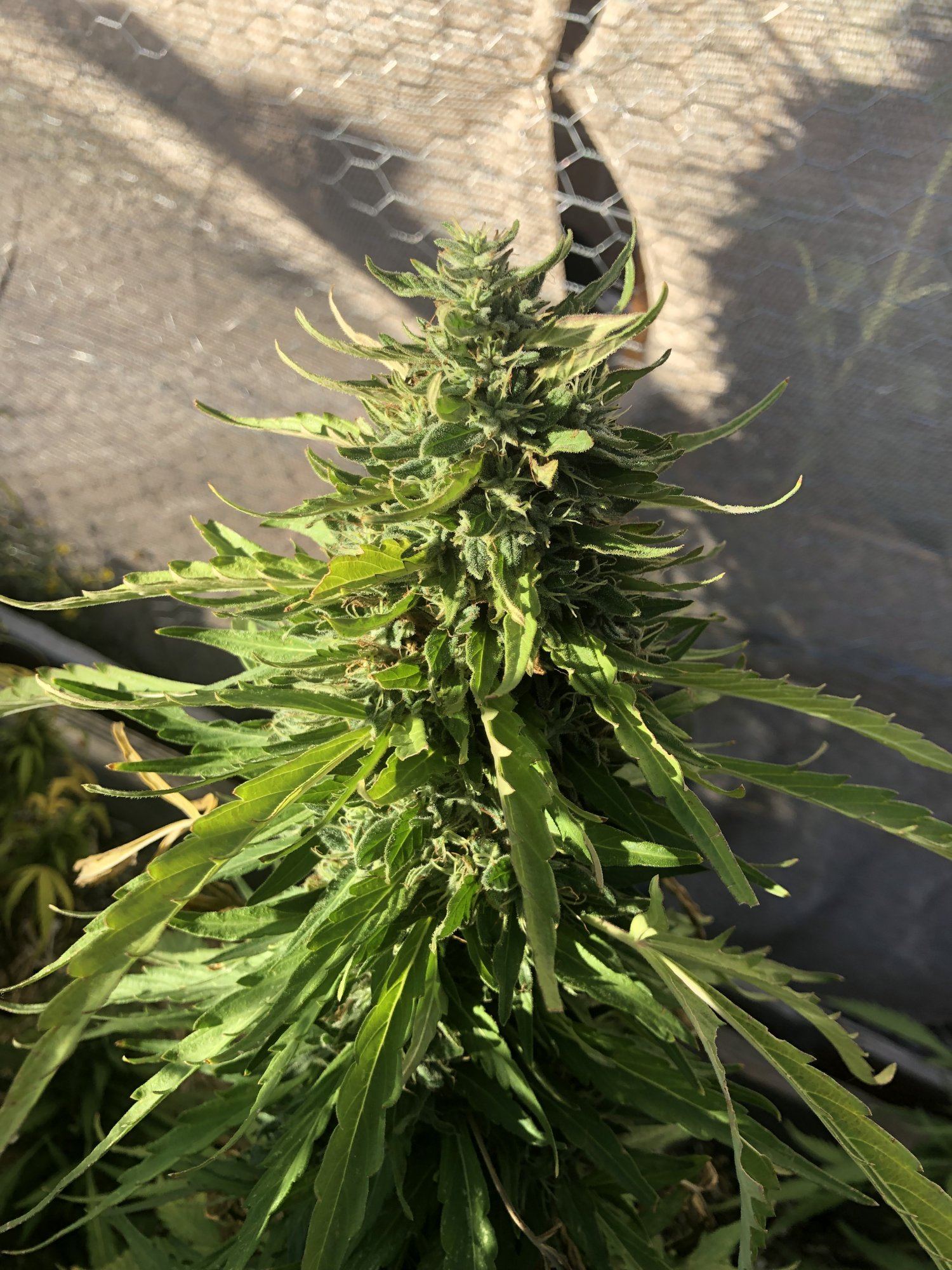 2019 outdoor grow 9