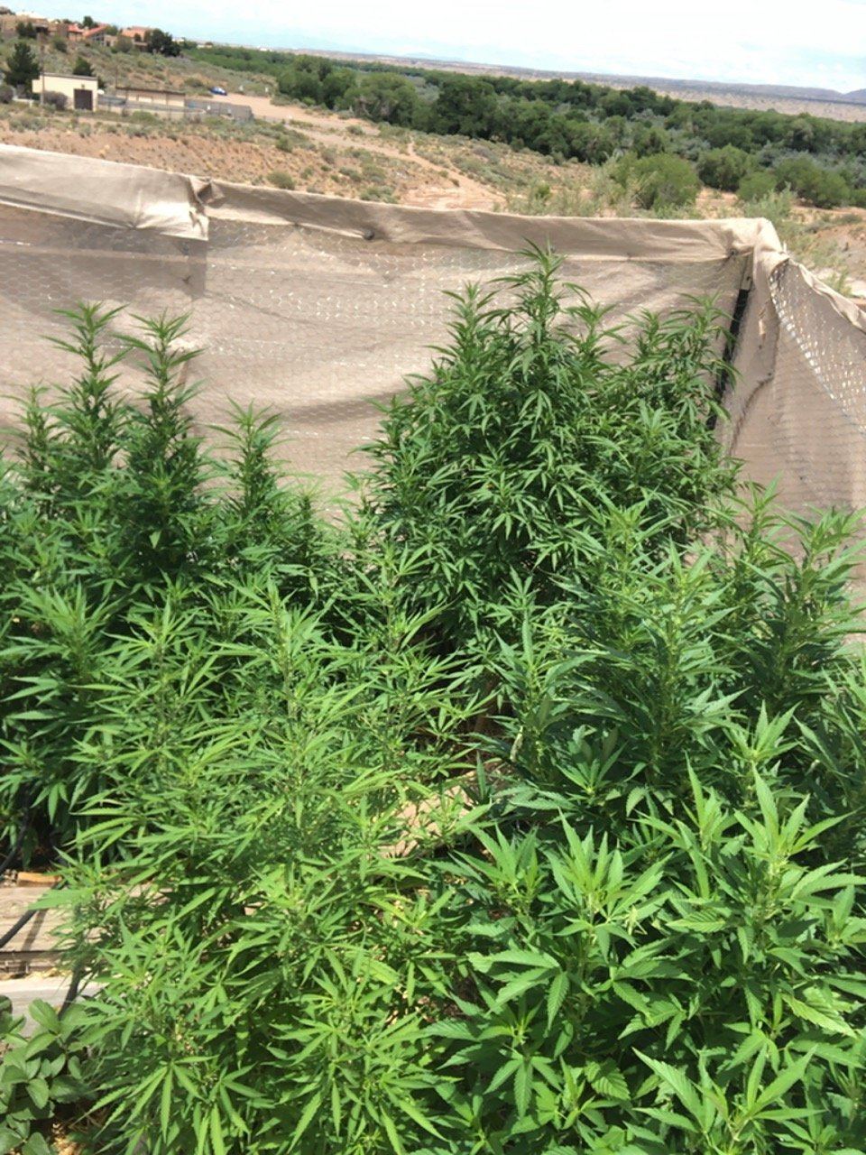 2019 outdoor grow