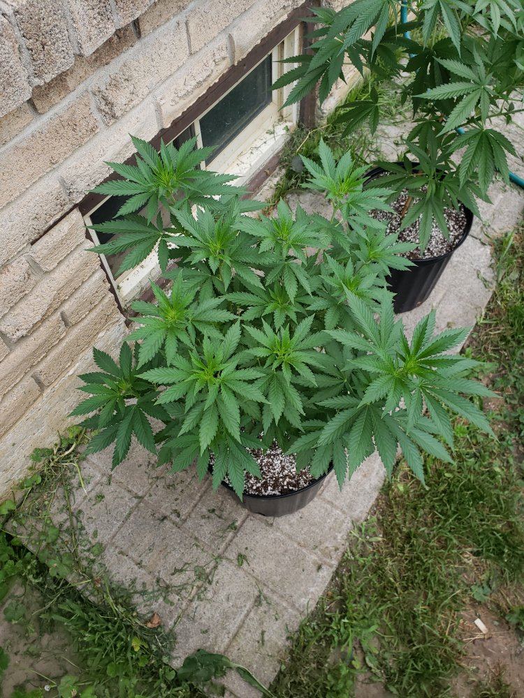 2019 southern ontario outdoor skunk 1 and ufo 2