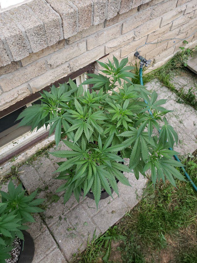 2019 southern ontario outdoor skunk 1 and ufo