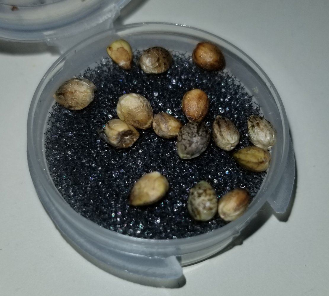 20190515 054537