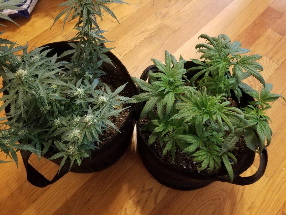 Help Amnesia haze autoflower not budding | THCFarmer - Cannabis Cultivation  Network