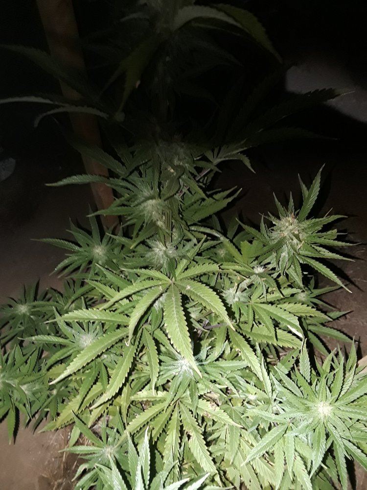 20190811 004302