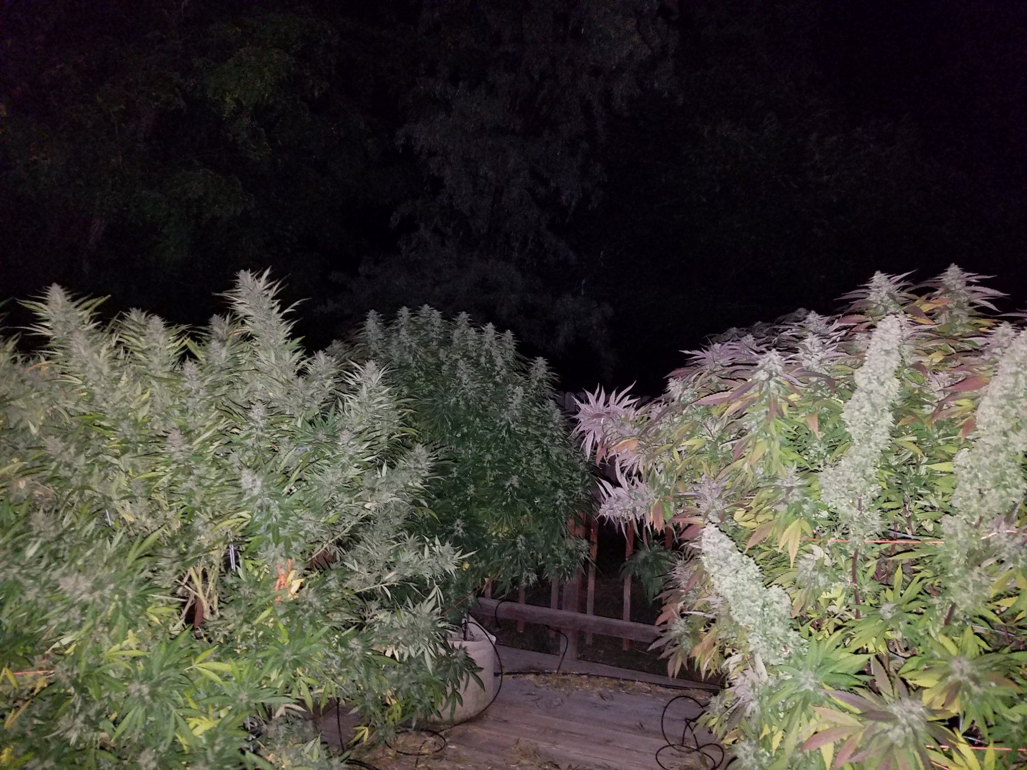 20190928 043621 resized