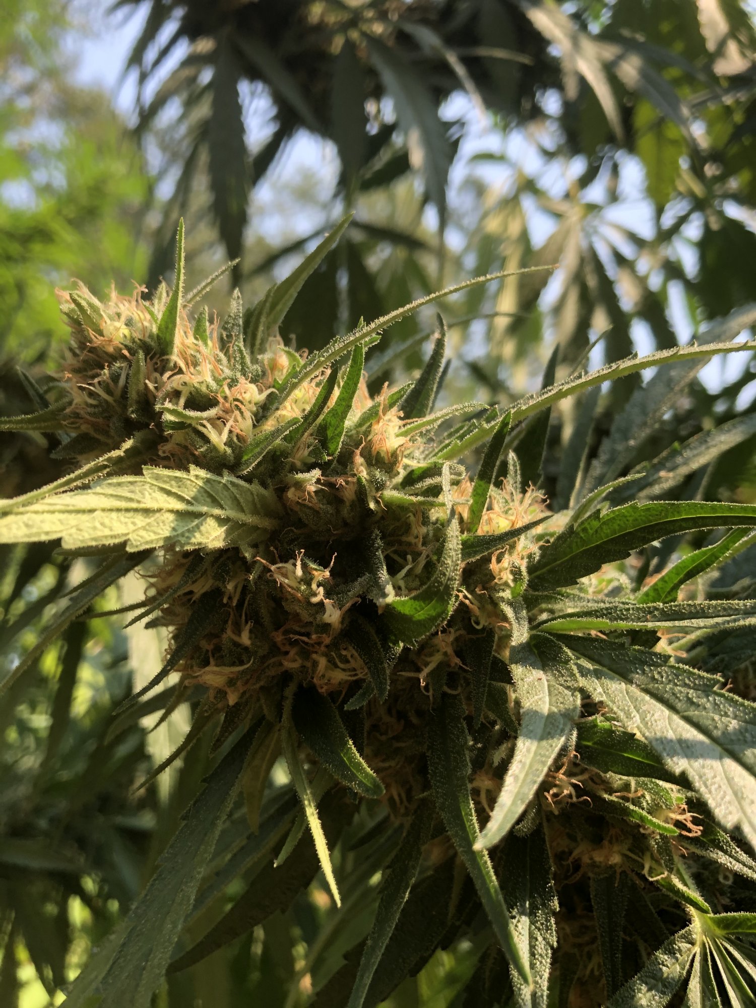 2020 grow picsdurban poison from seed 3
