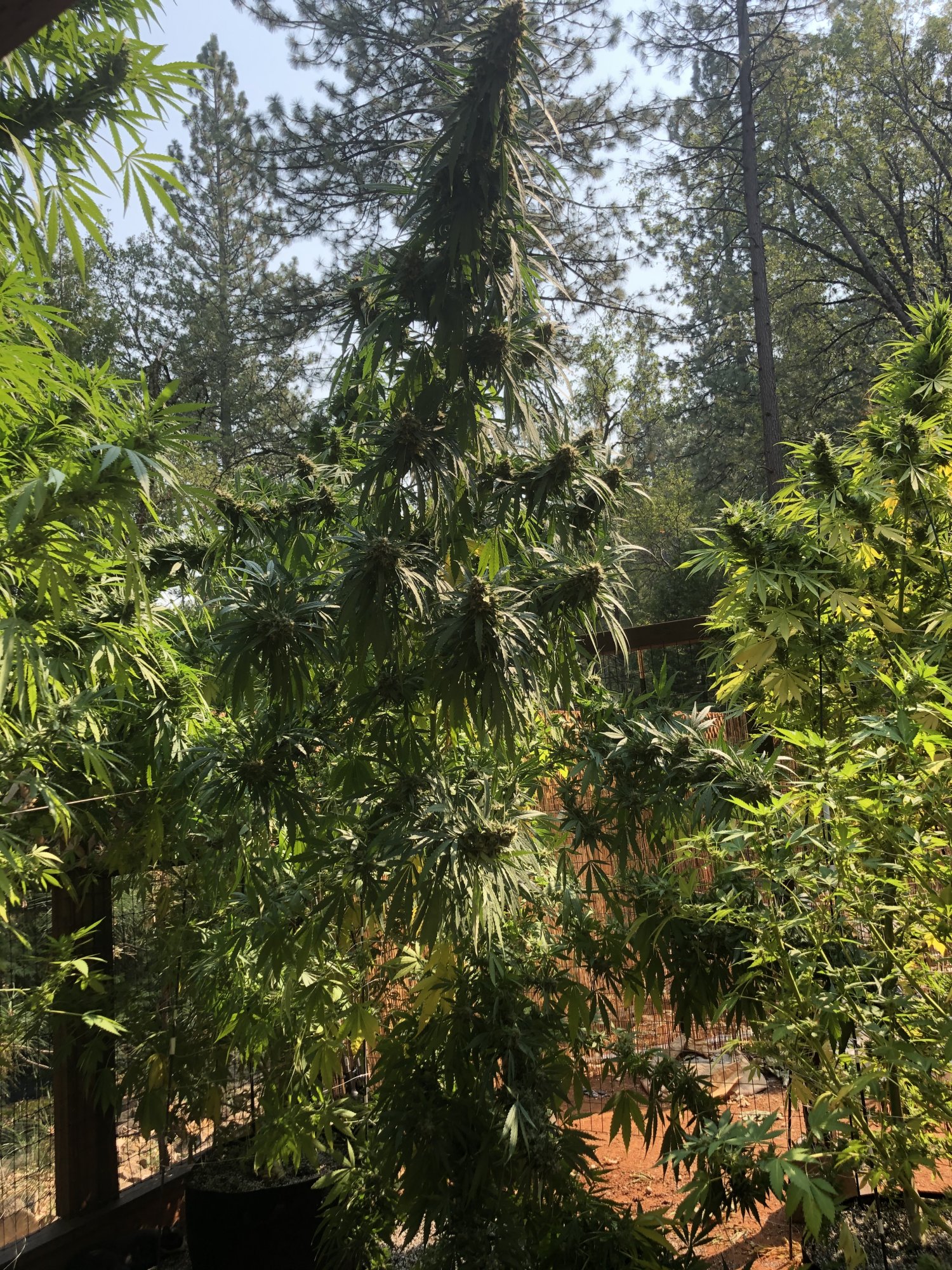 2020 grow picsdurban poison from seed 4