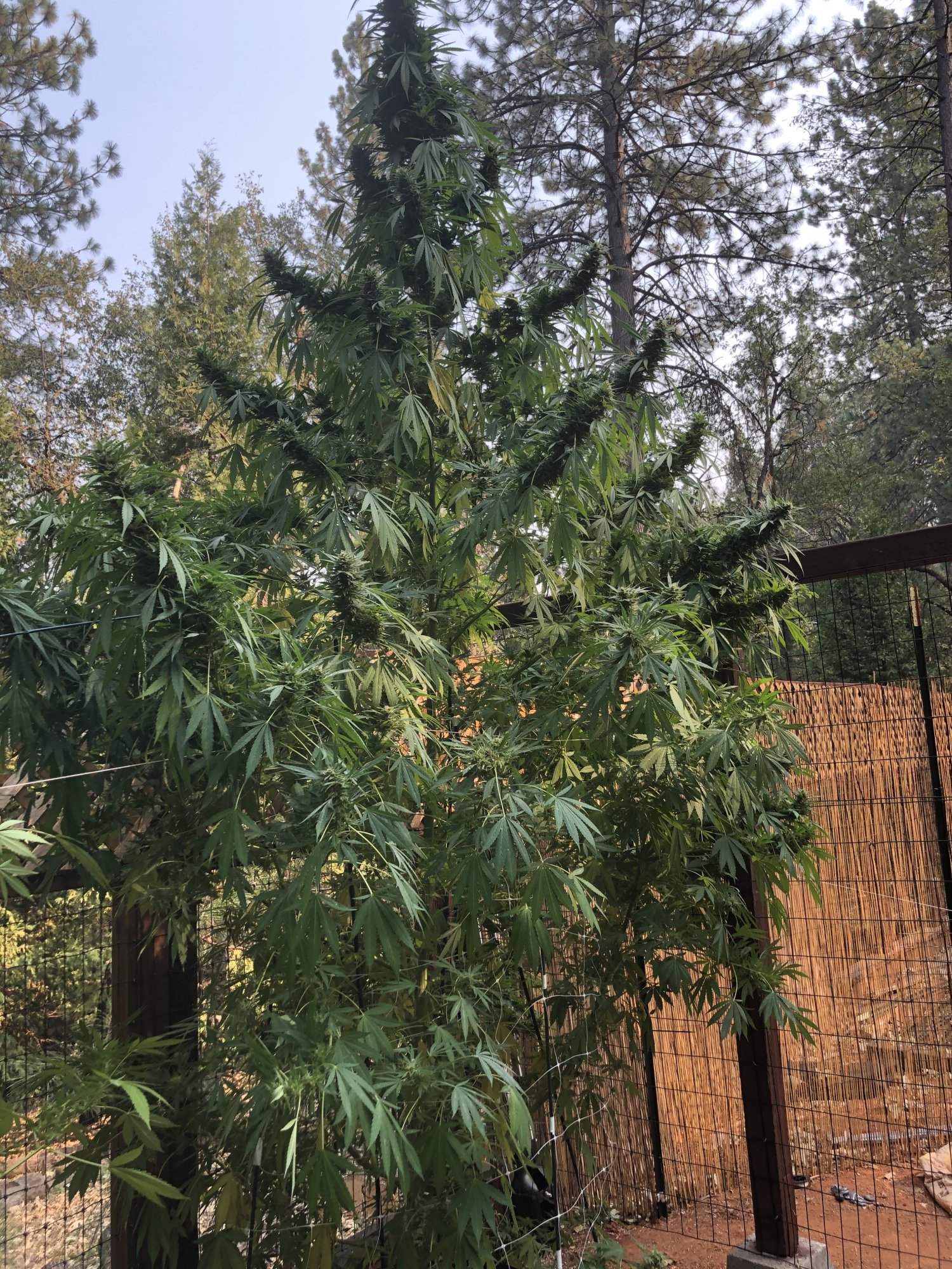 2020 grow picsdurban poison from seed 5