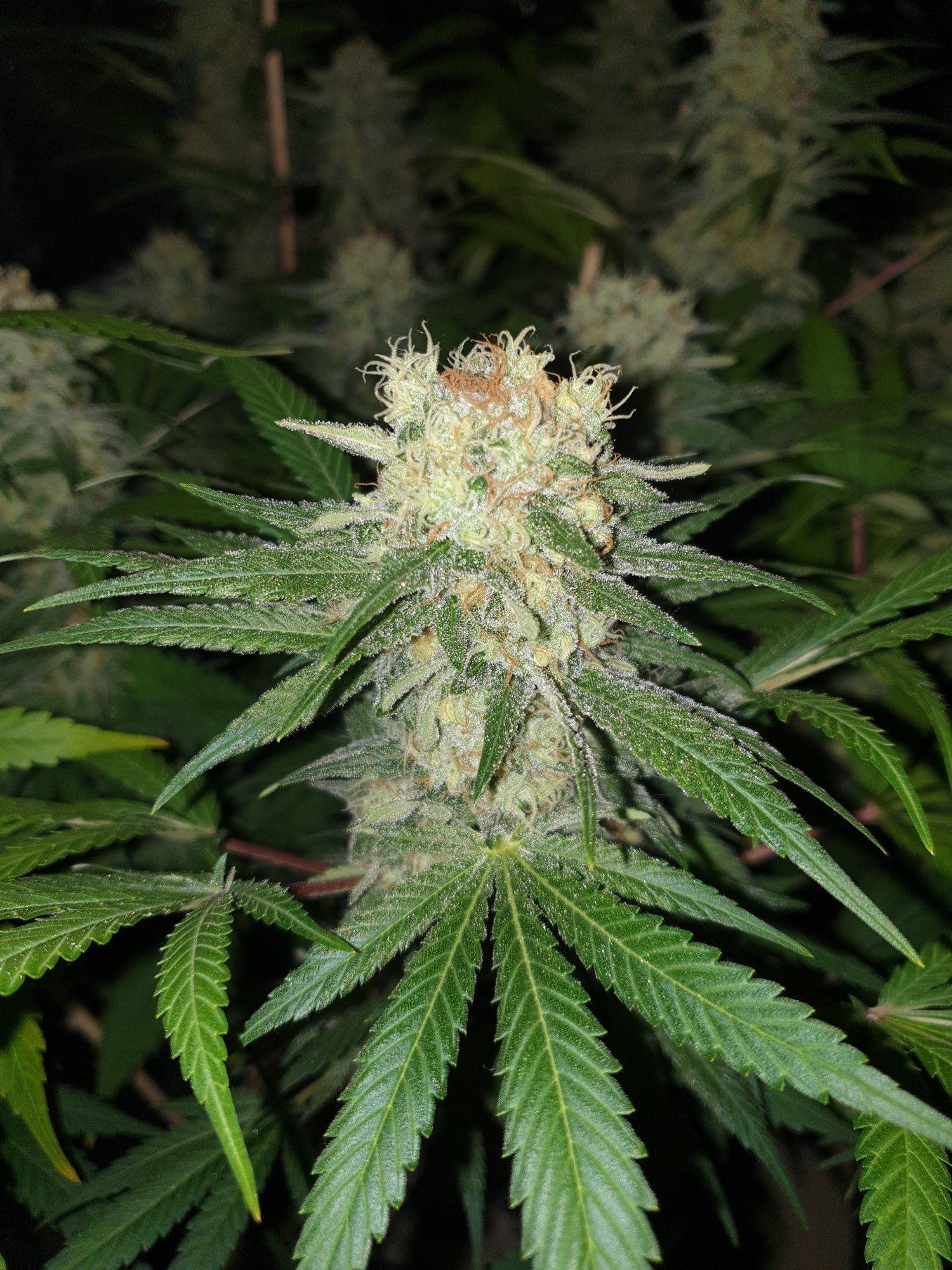 20200106 200250