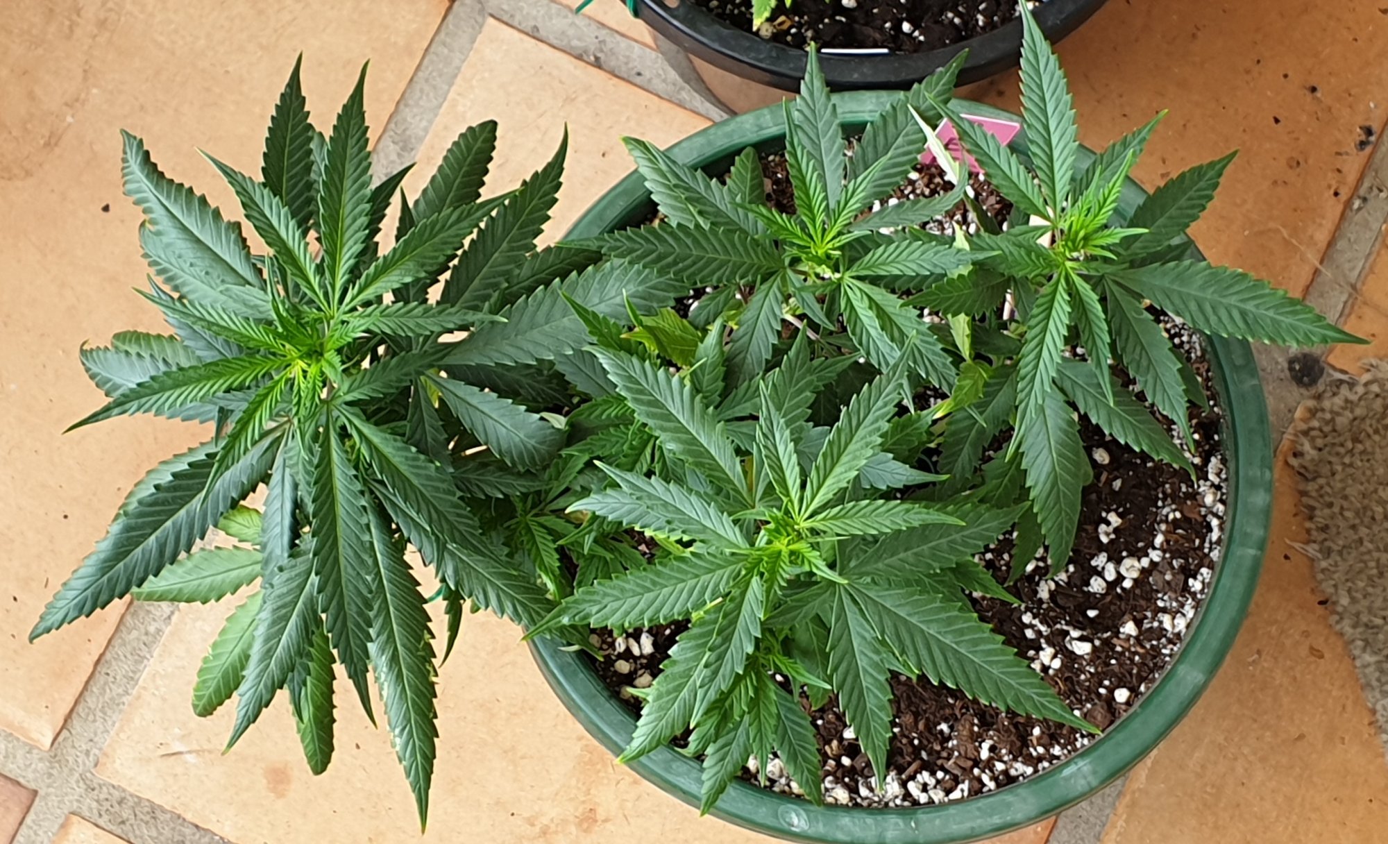 20200328 142429 BBK8D just watered