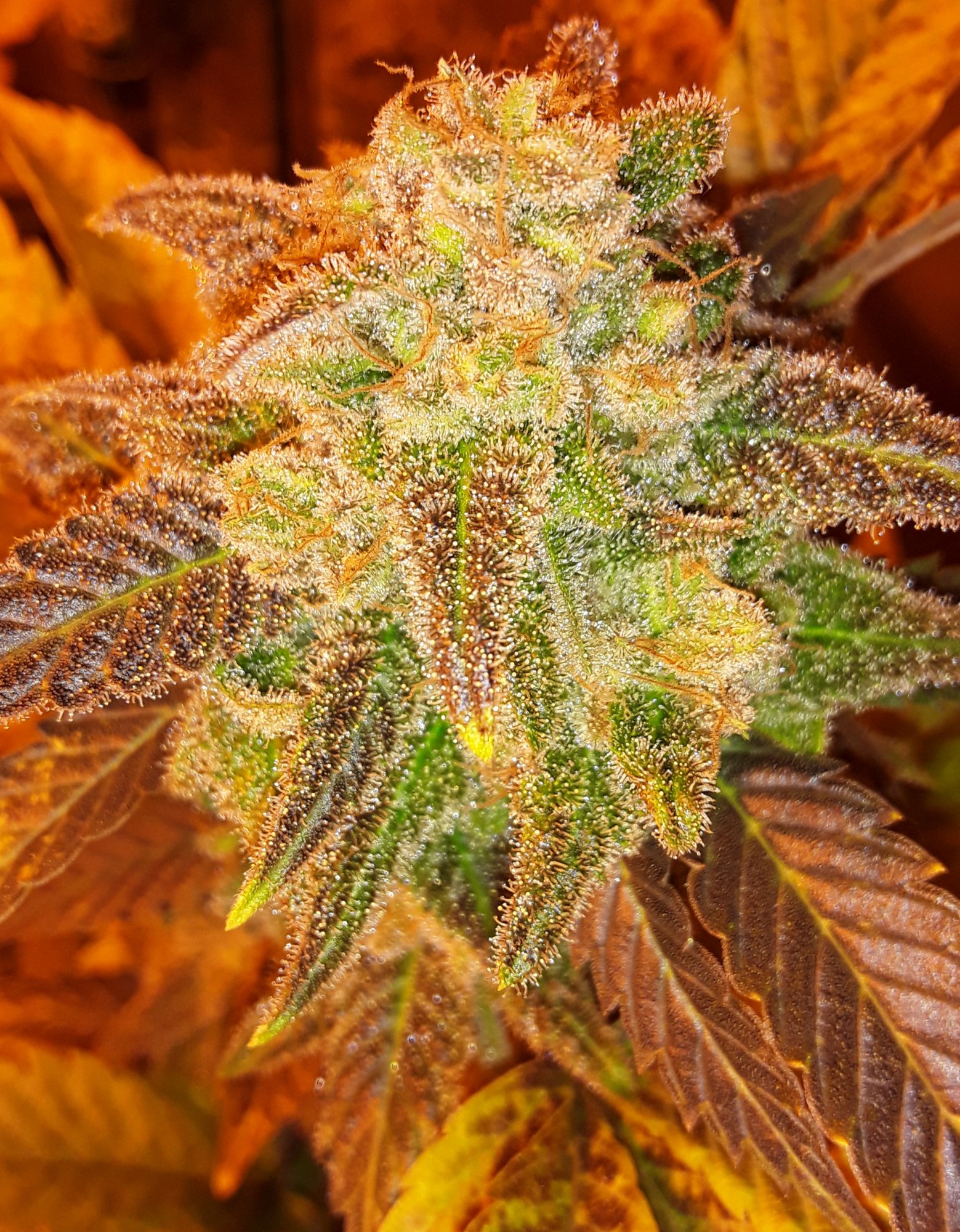 20200411 000457
