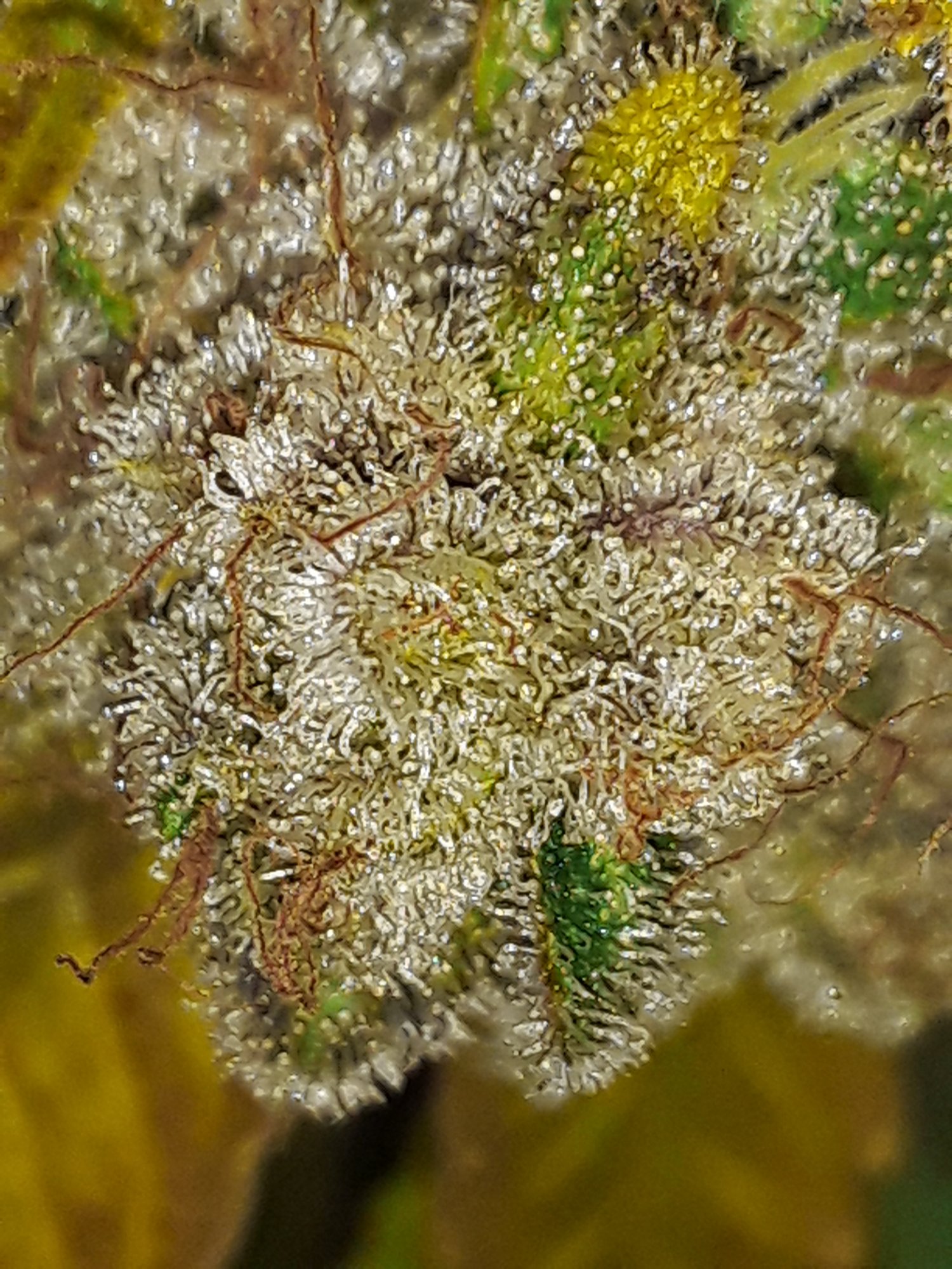 20200421 071621