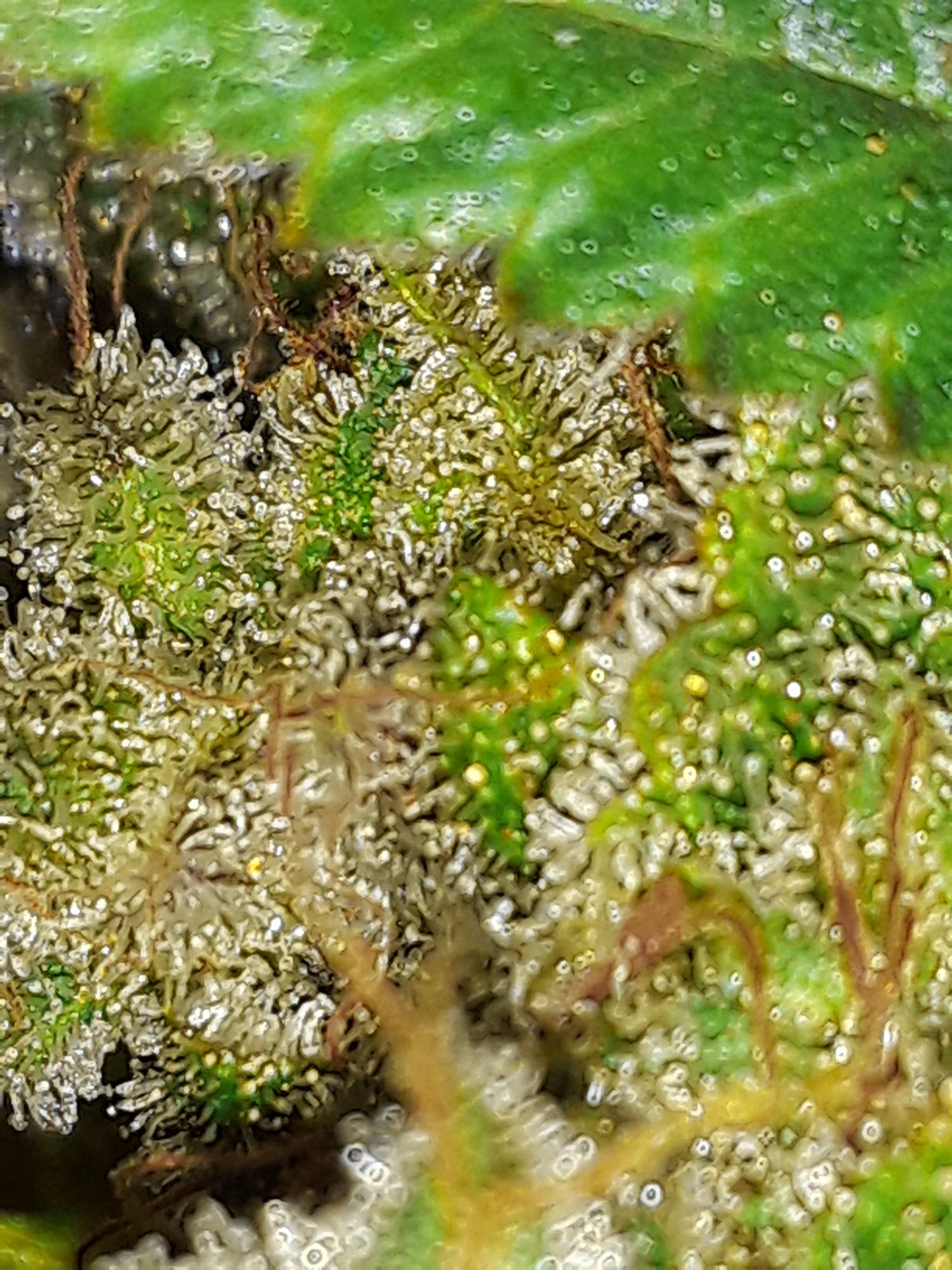 20200421 071650