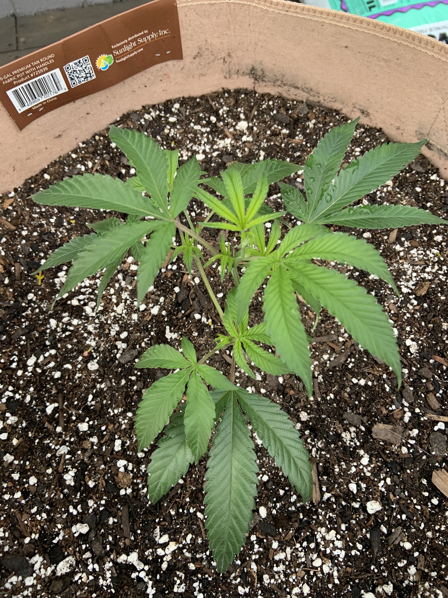 20200513 LA Kush Cake