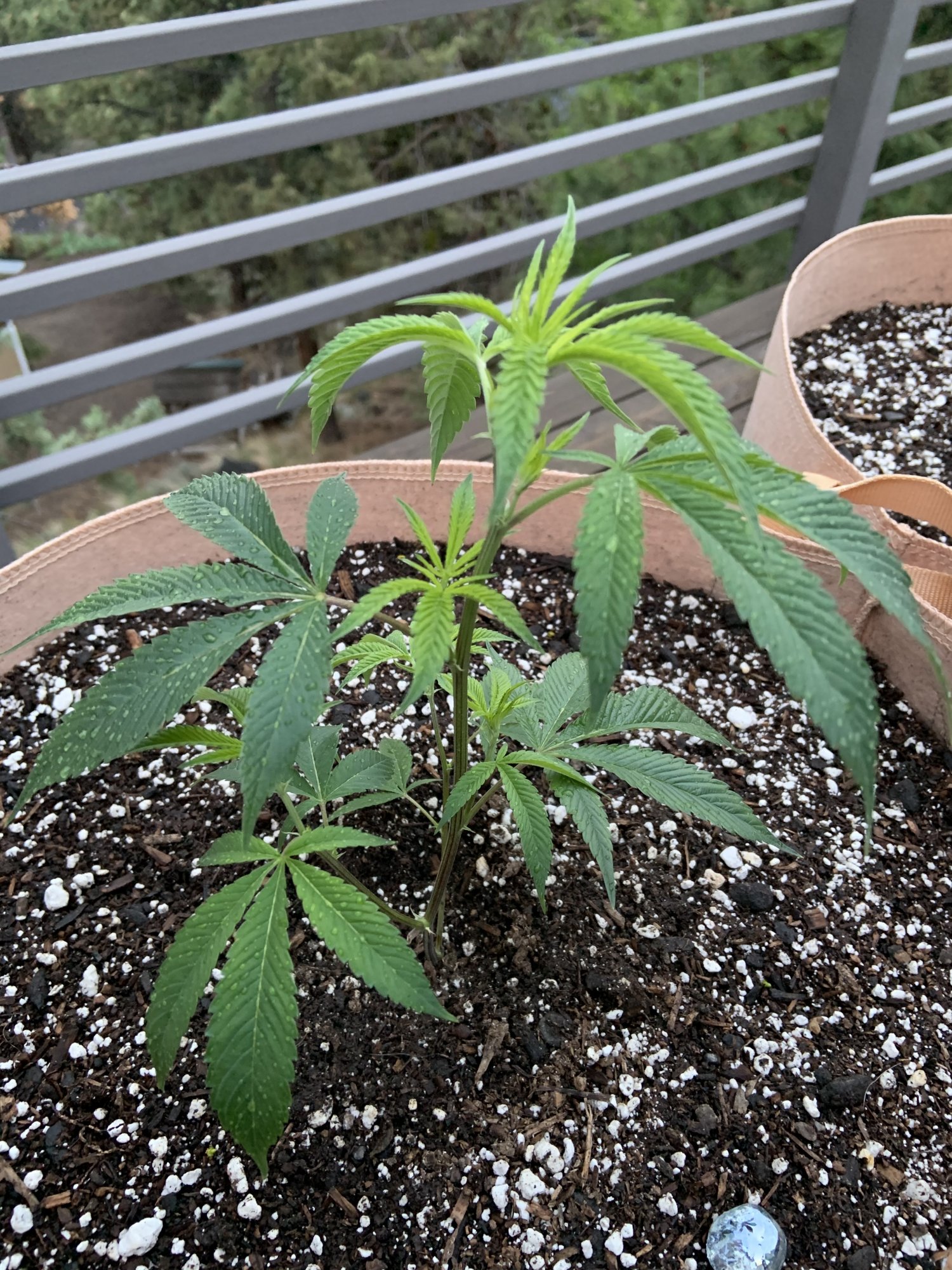 20200518 Casper OG