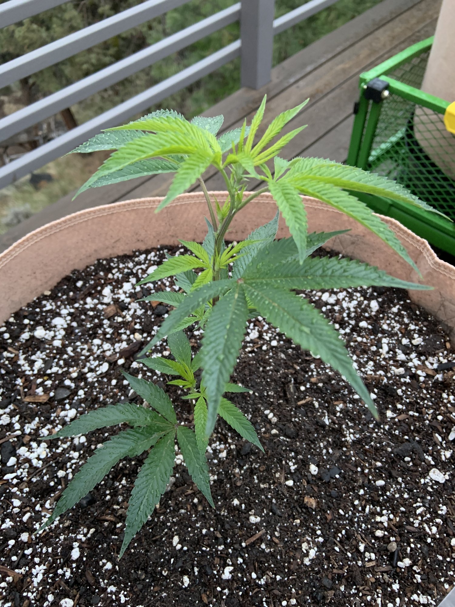 20200518 Hazmat OG 2