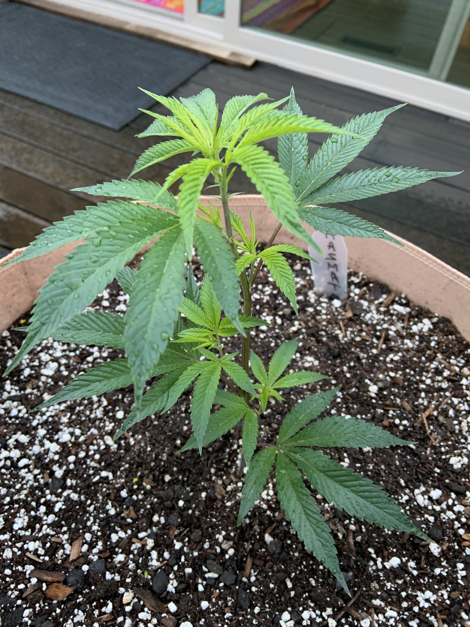 20200518 Hazmat OG