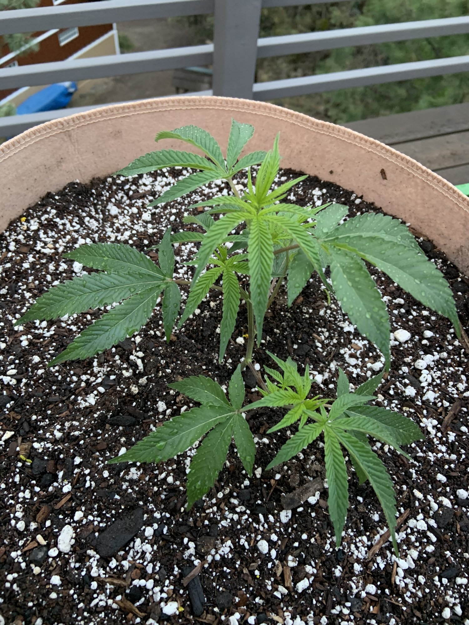 20200518 LA Kush Cake 2