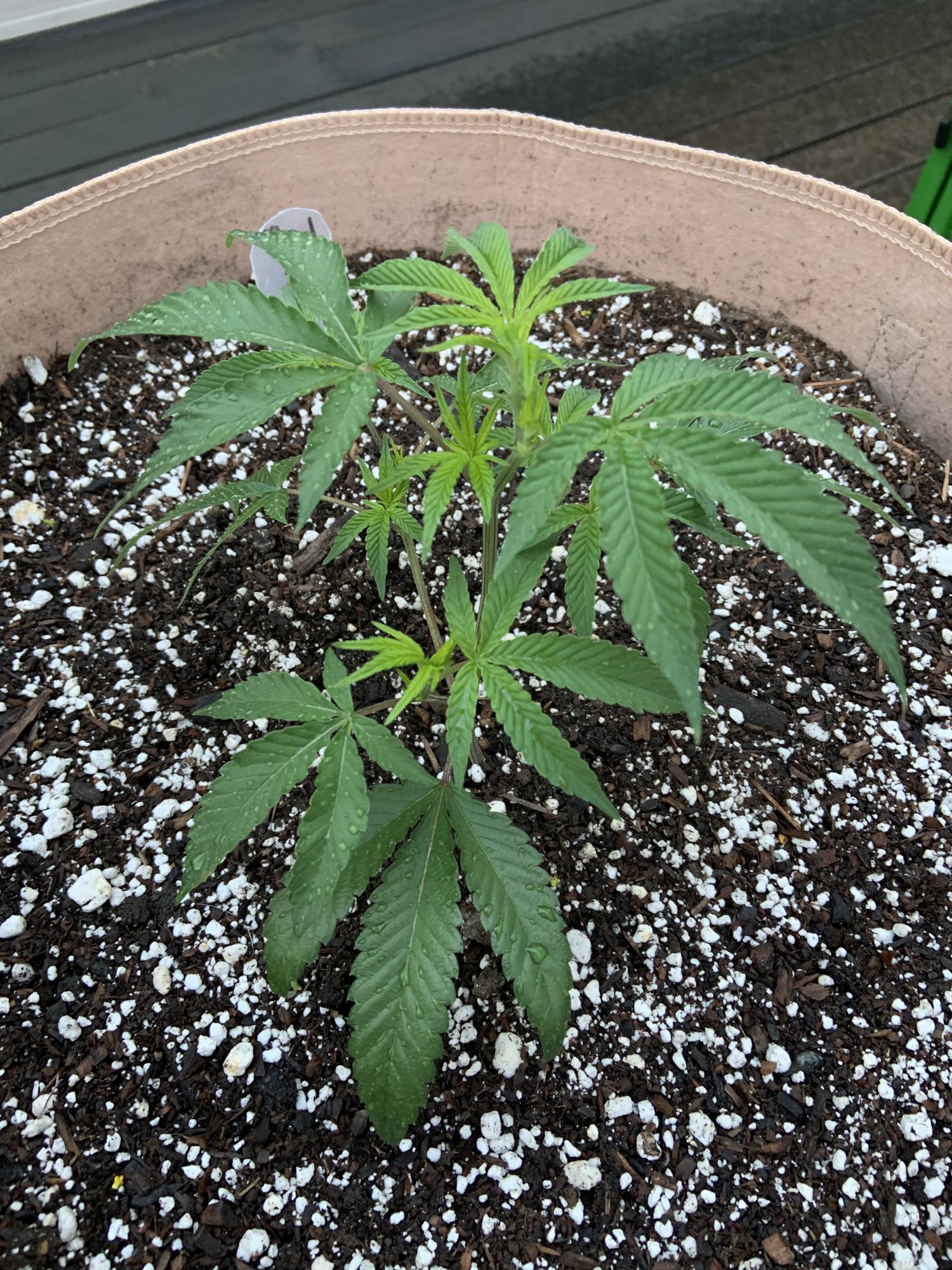 20200518 LA Kush Cake