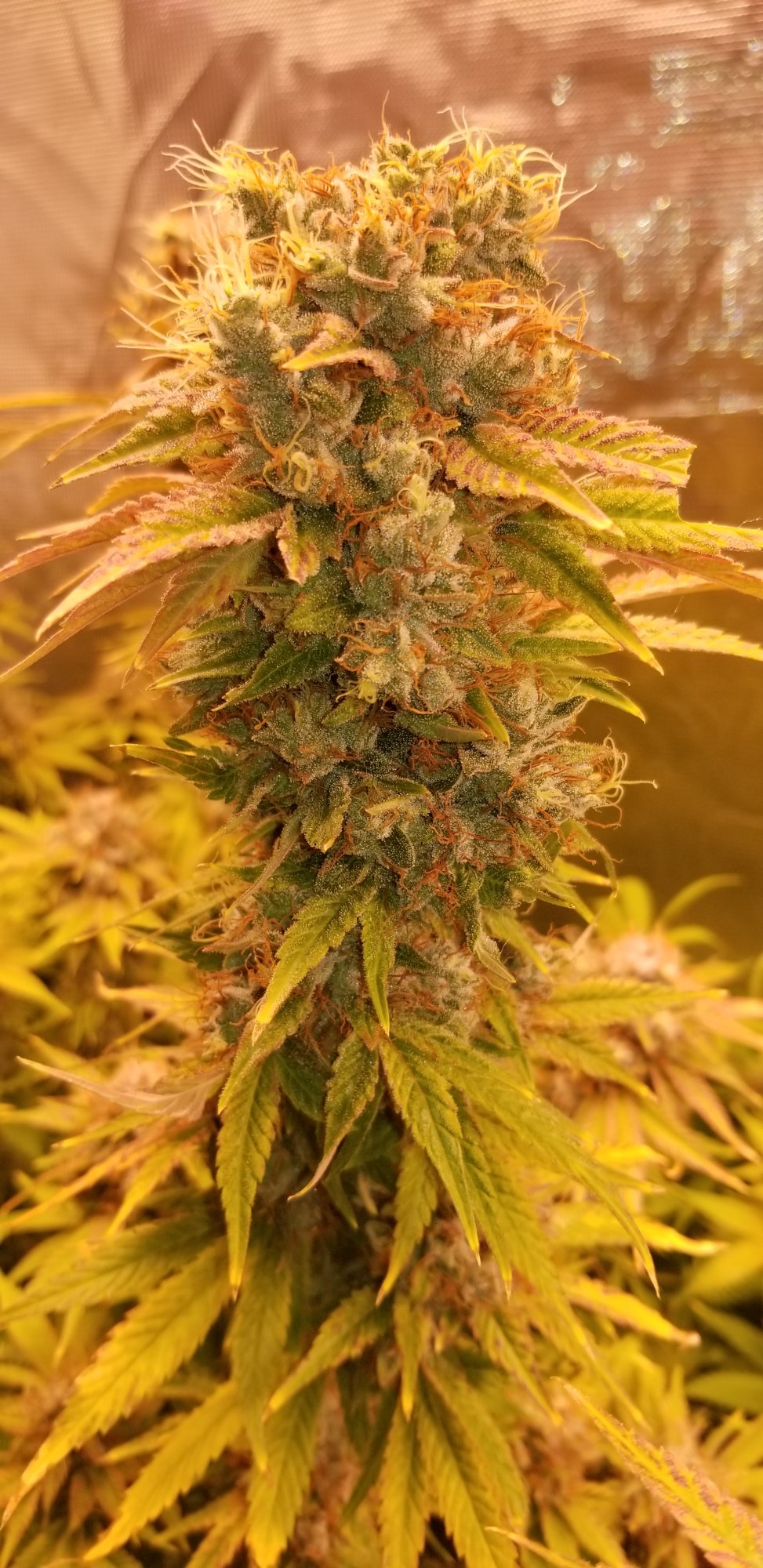 20200707 064933