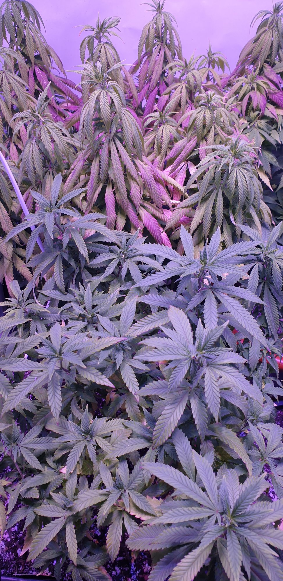 20200711 080829