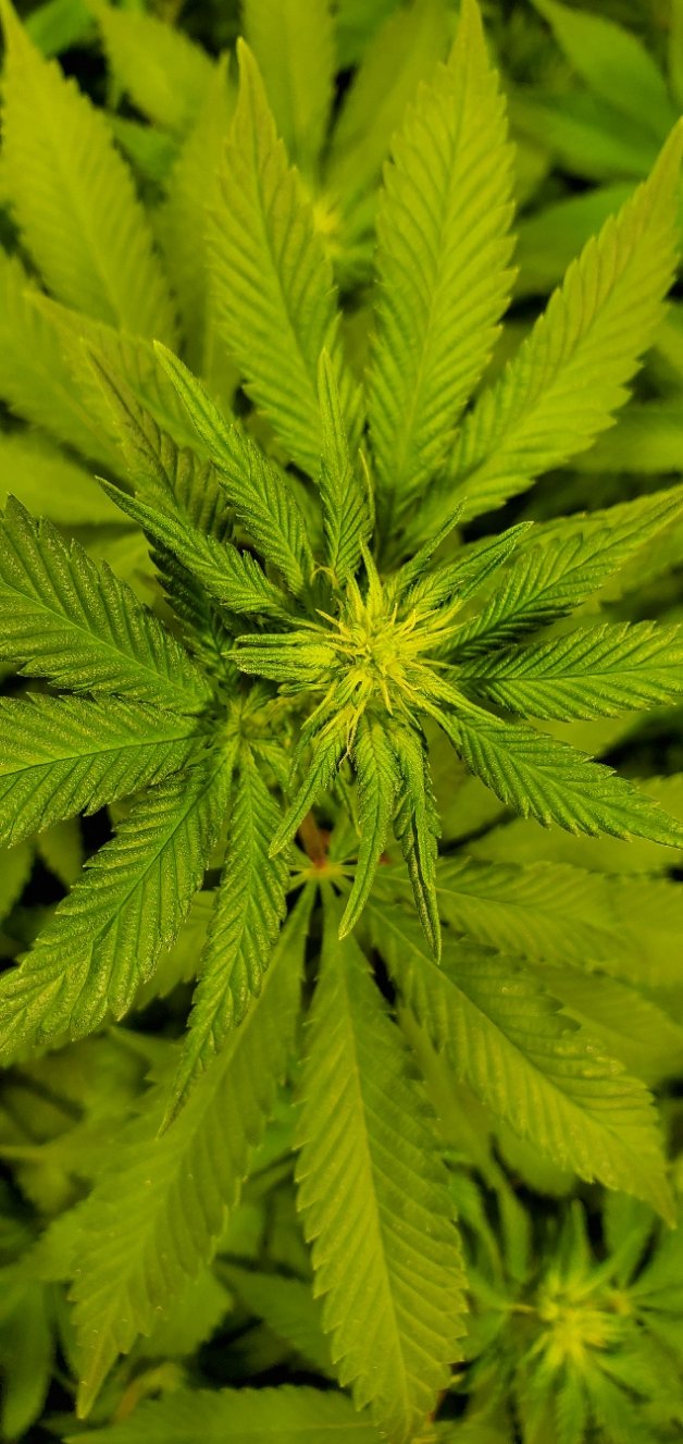 20200713 092502 FFruit