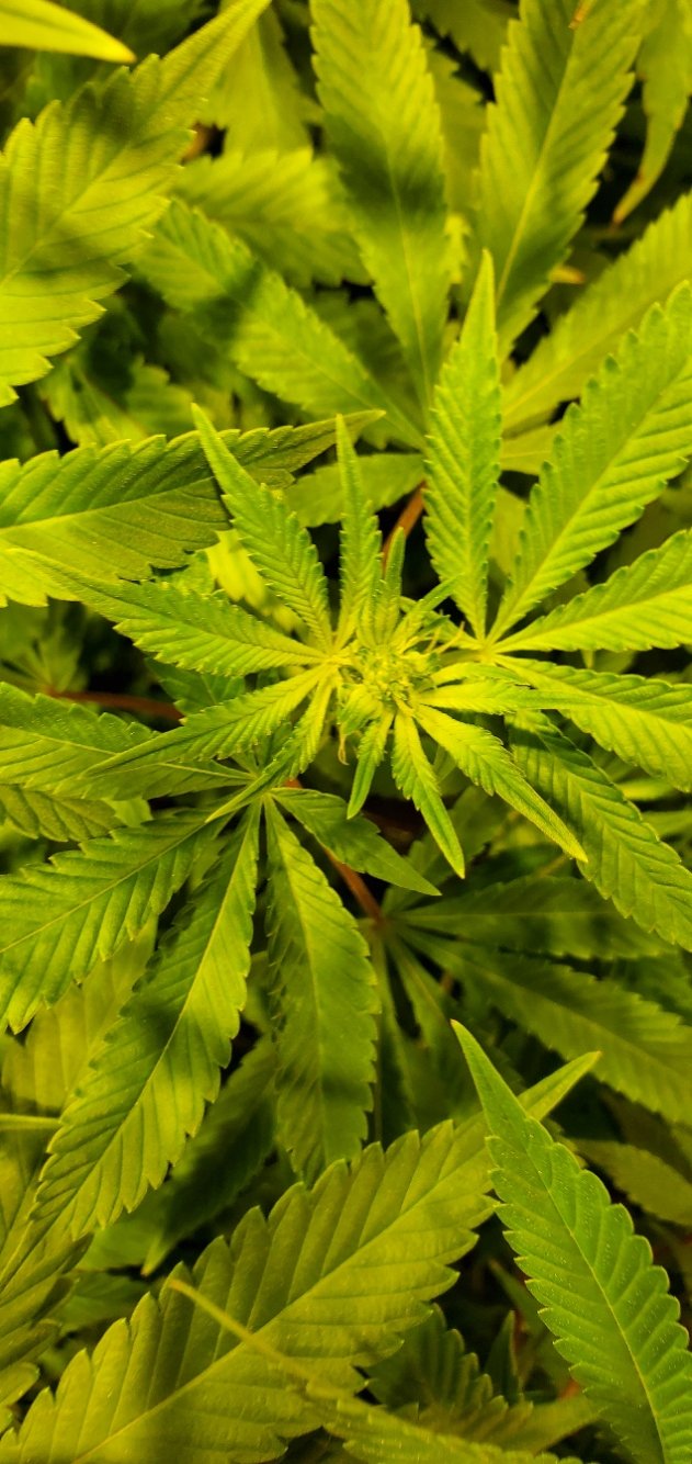 20200713 092511 sourd