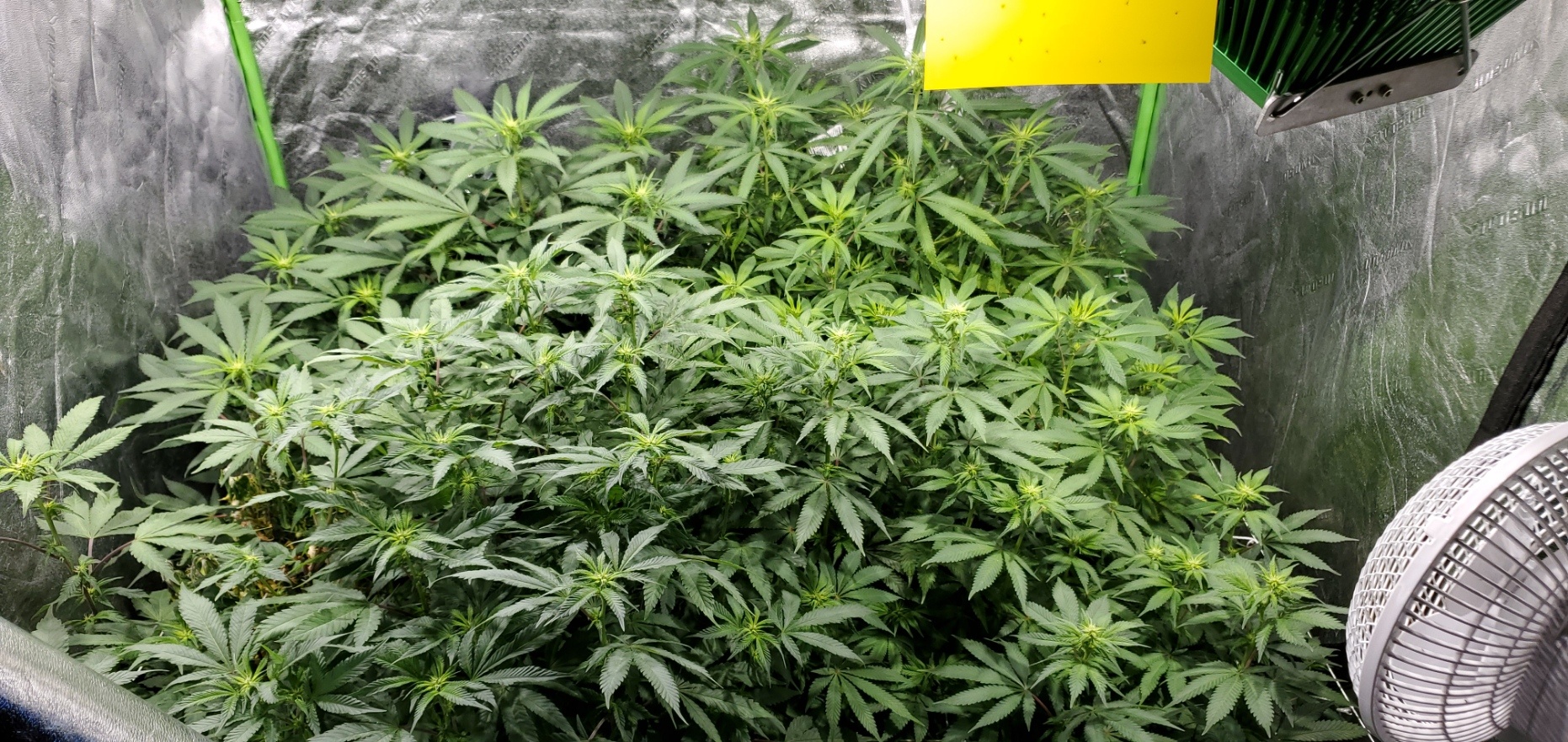 20200714 091408 garden