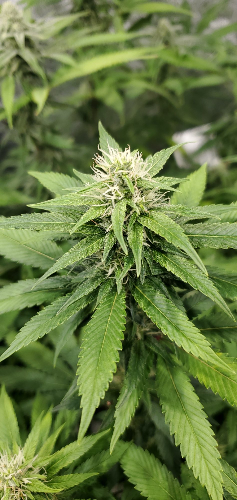 20200729 090923 sourD