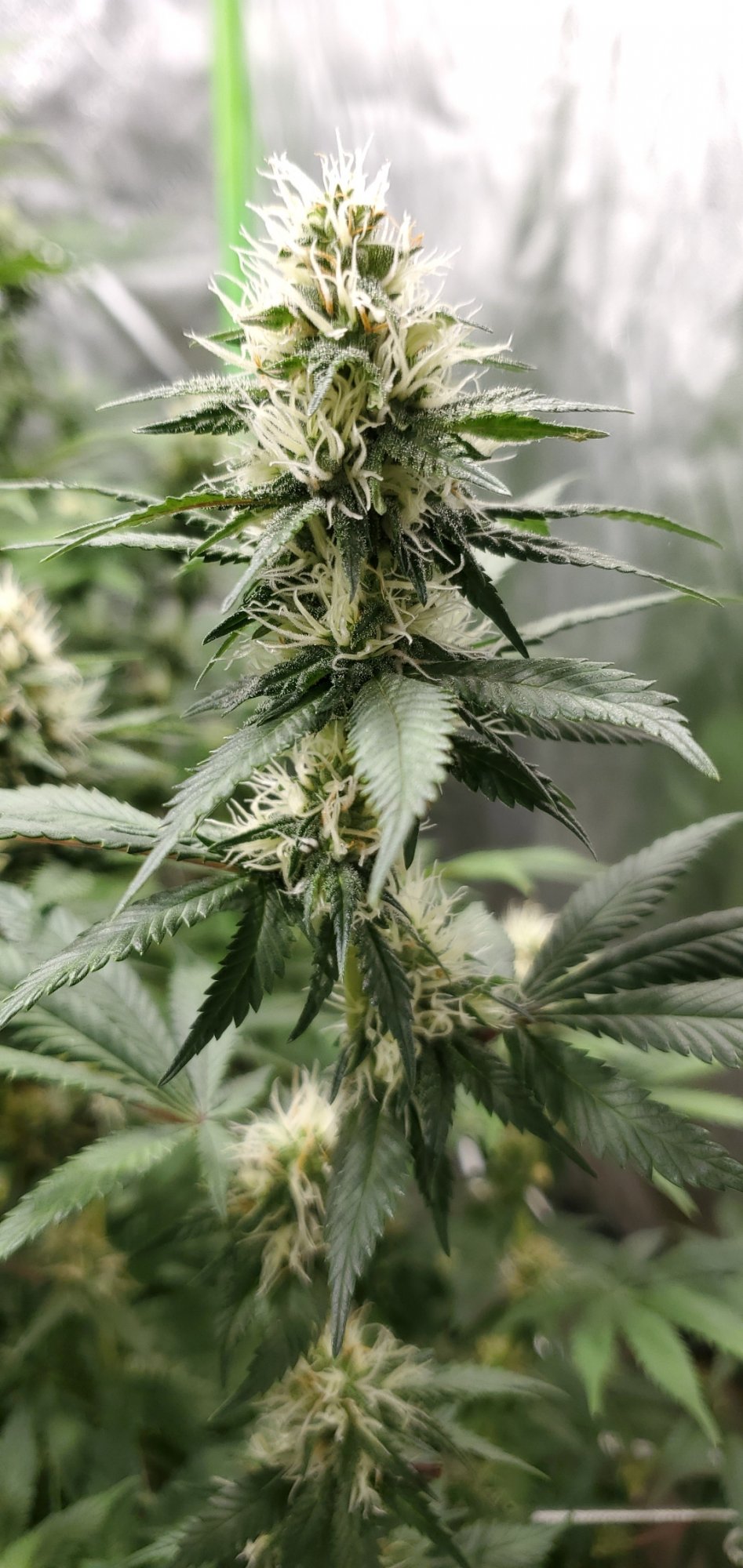 20200729 090950 skywalkerOG