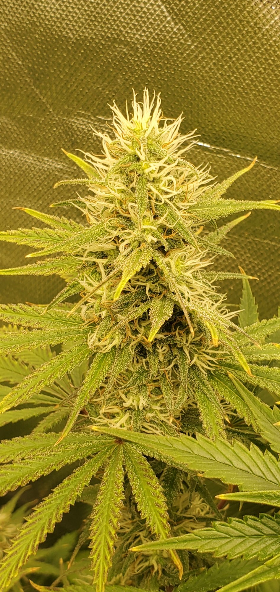 20200730 043321