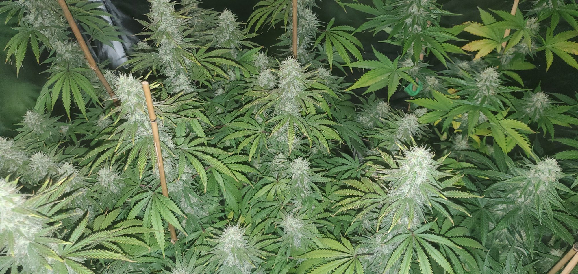 20200802 150024