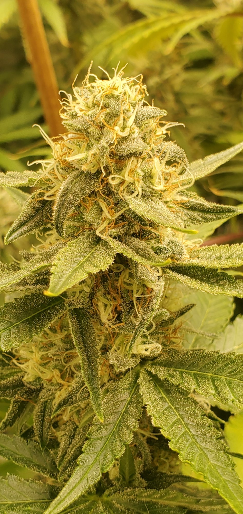 20200805 145339