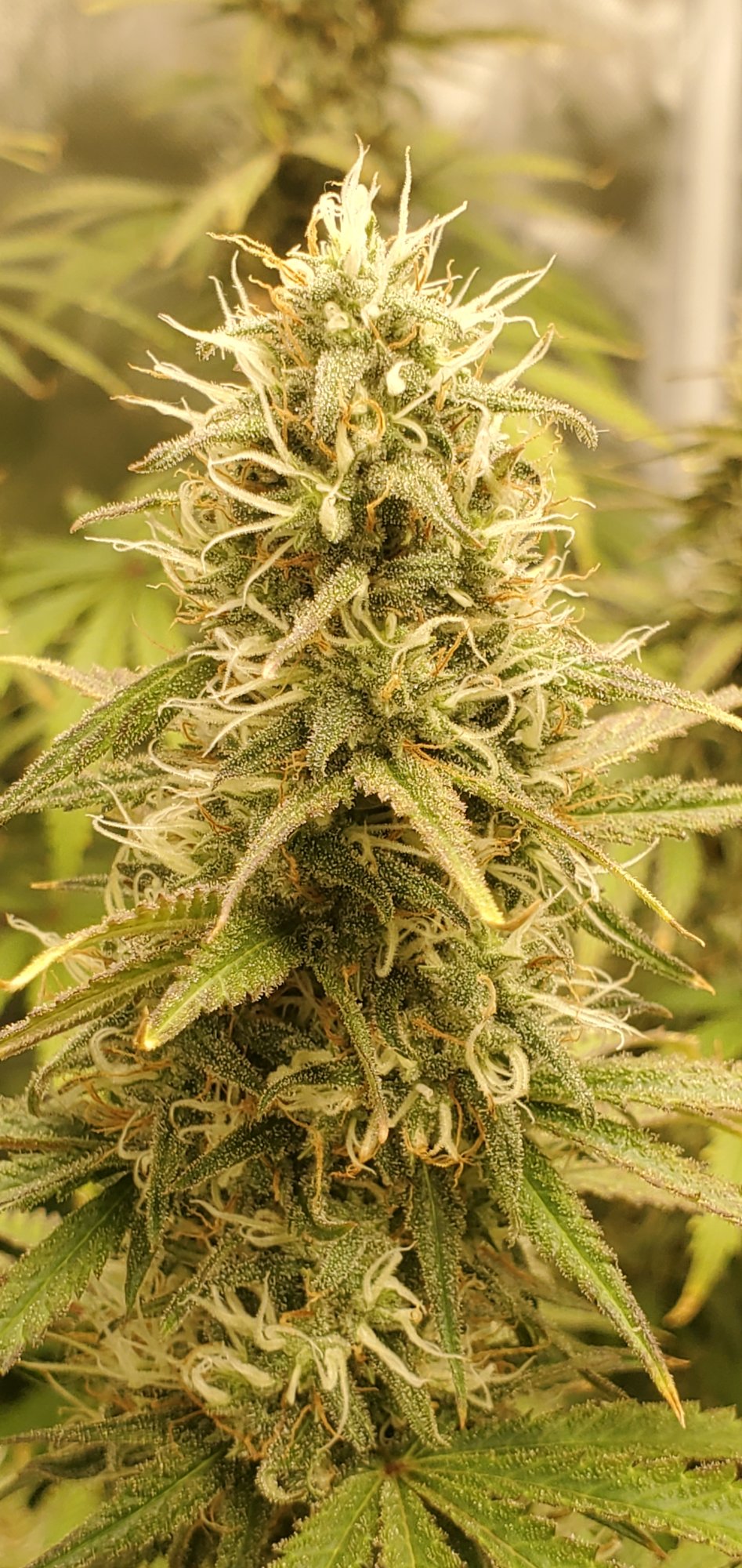 20200805 145346